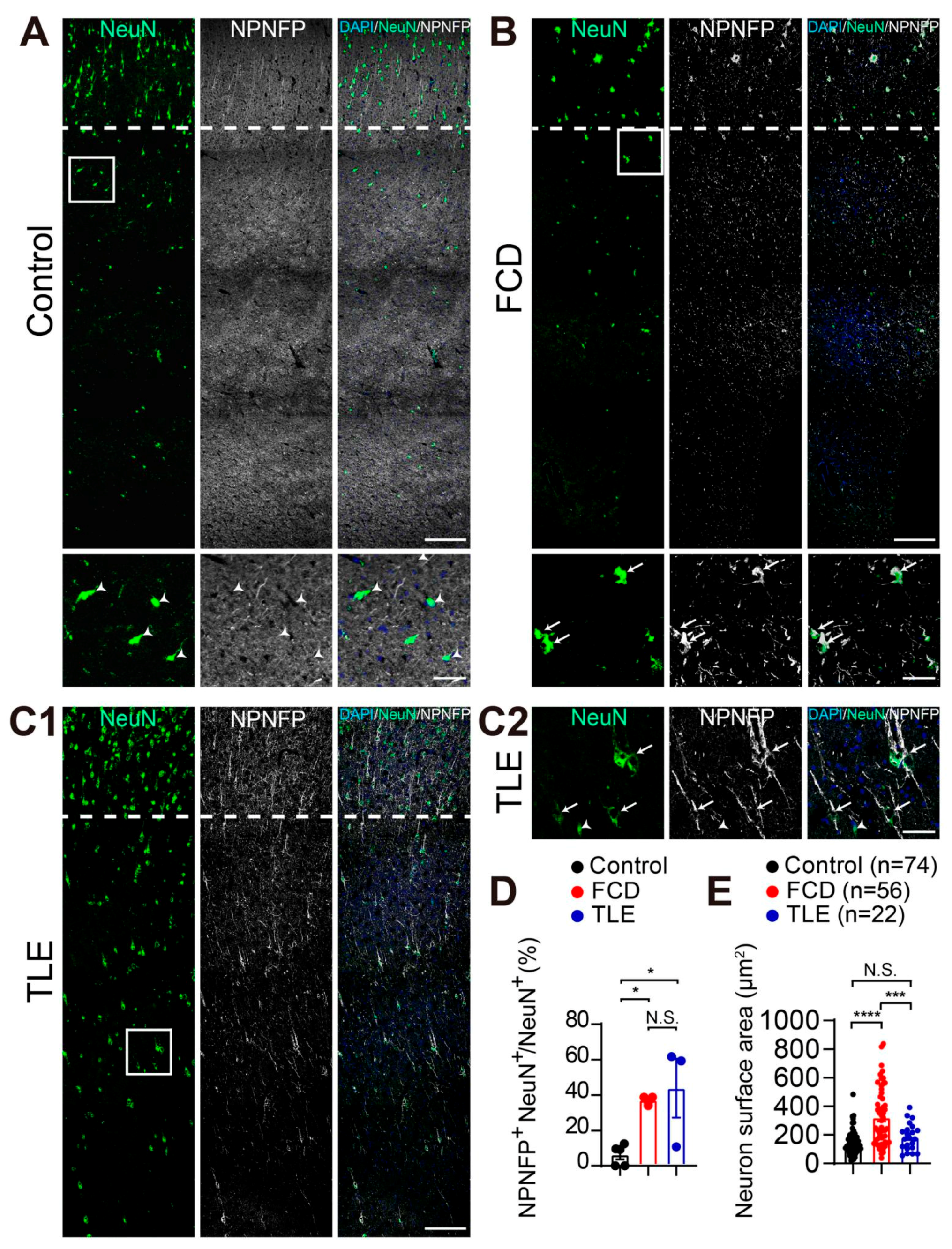 Brainsci 13 00626 g002
