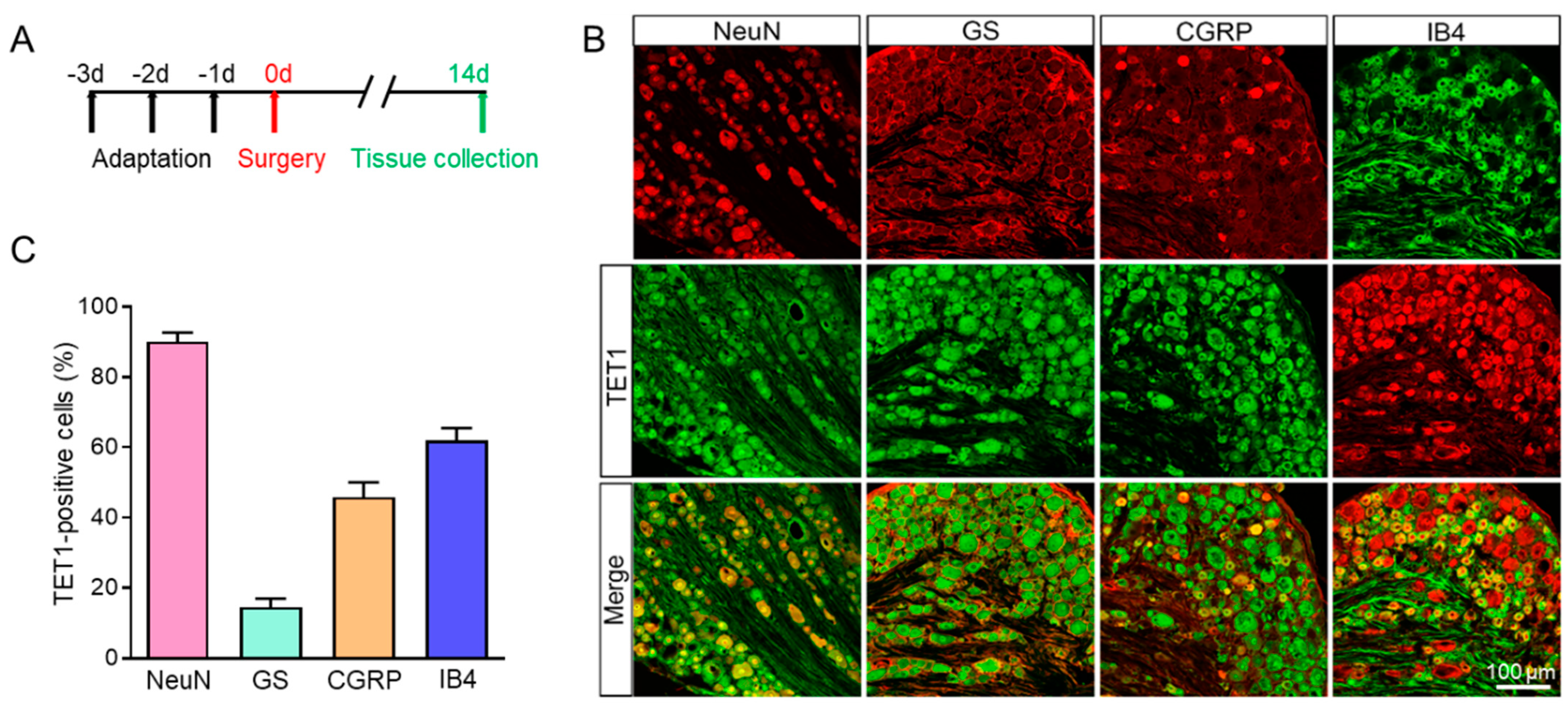 Brainsci 13 00644 g003