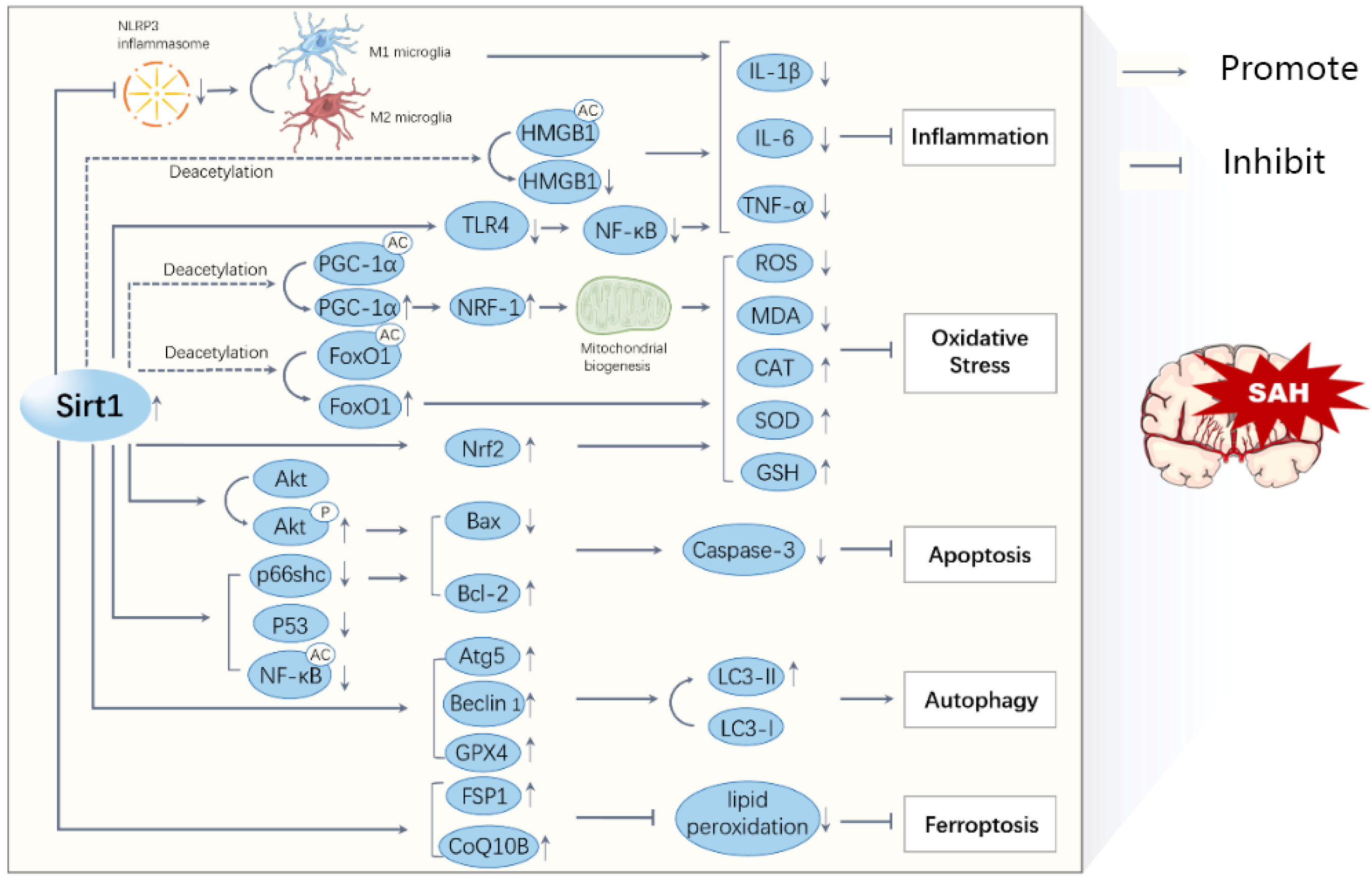 Brainsci 13 00674 g002 Brainsci 13 00674 g002