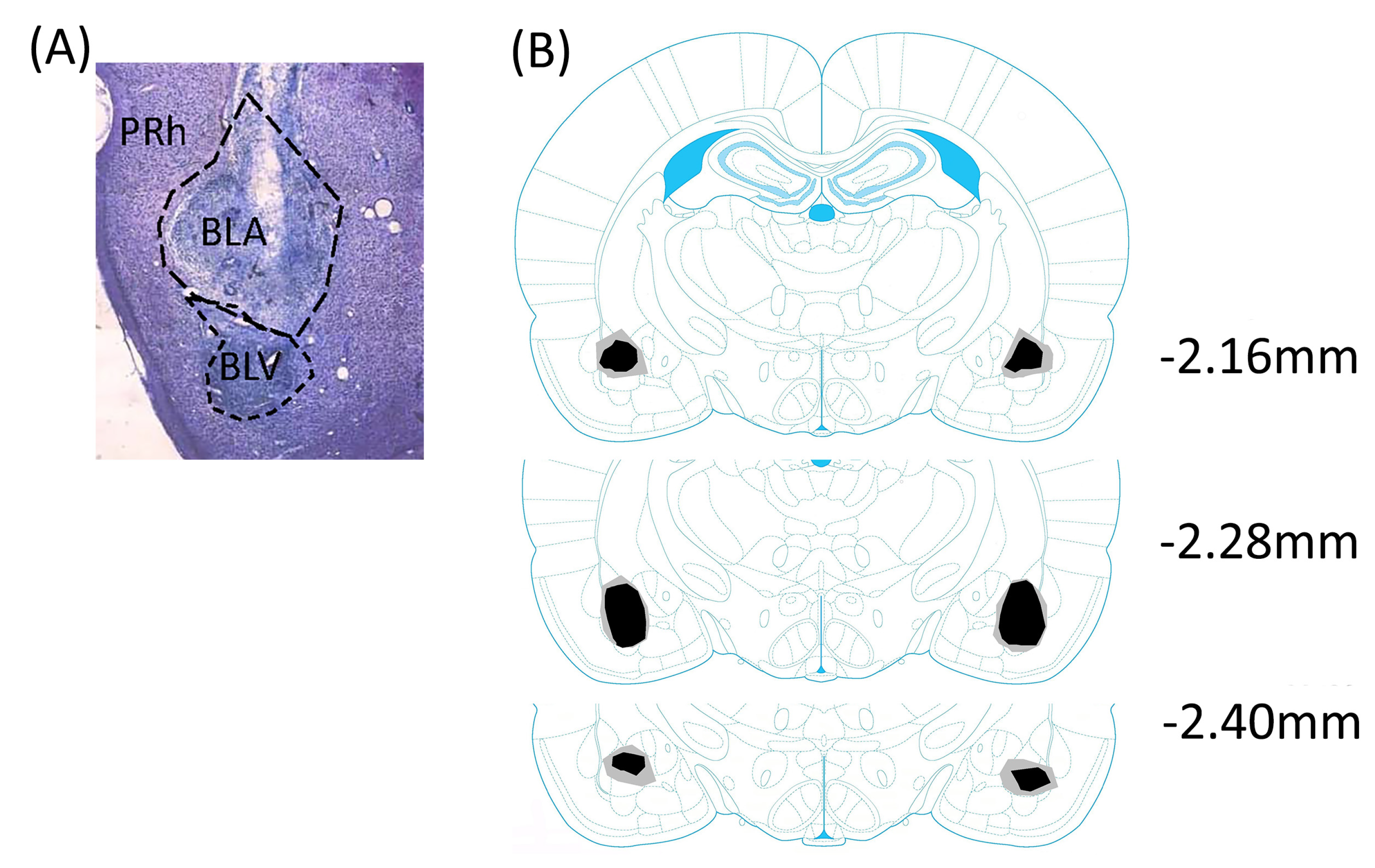 Brainsci 13 00697 g002