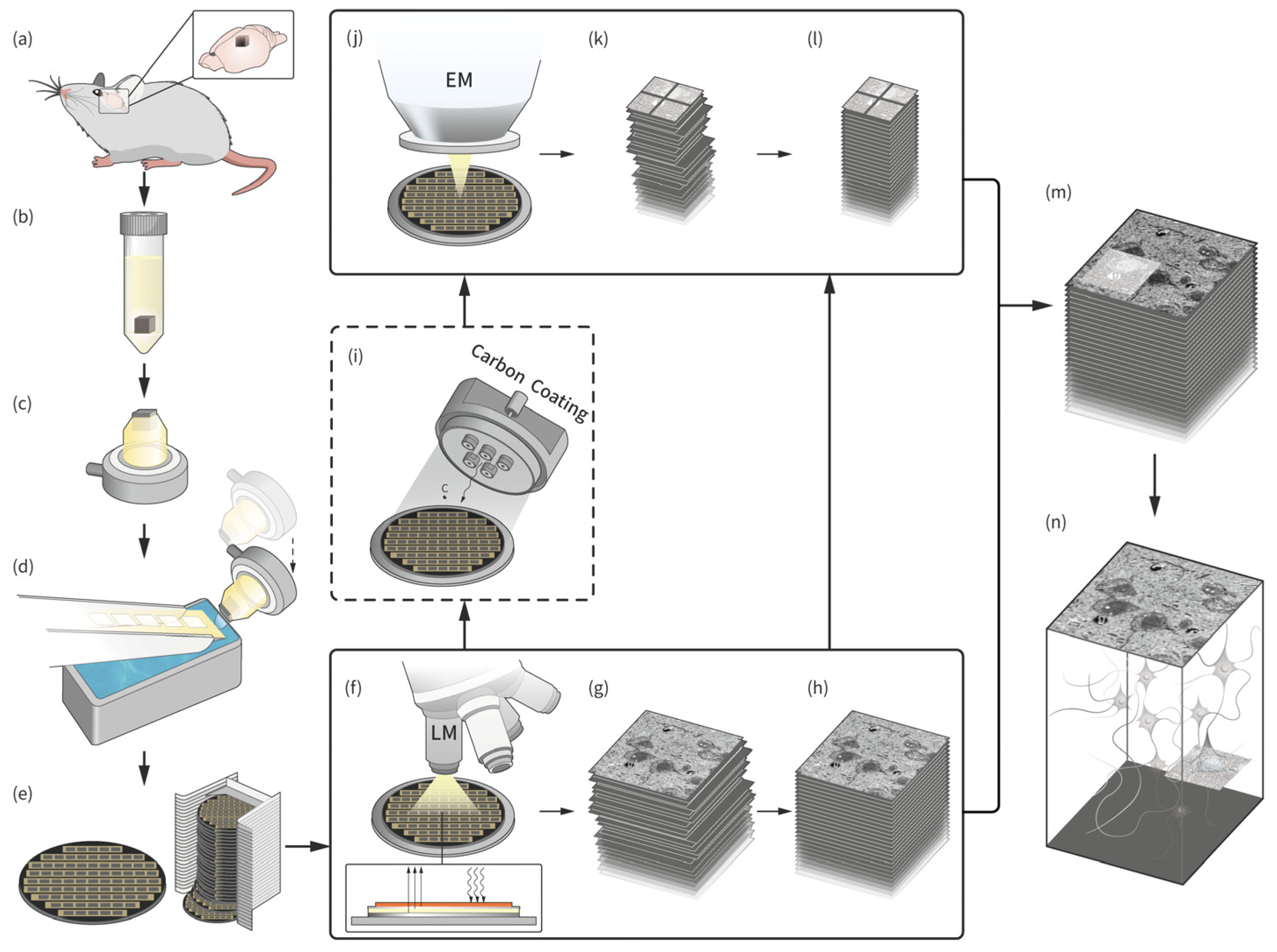 Brainsci 13 00711 g001 Brainsci 13 00711 g001