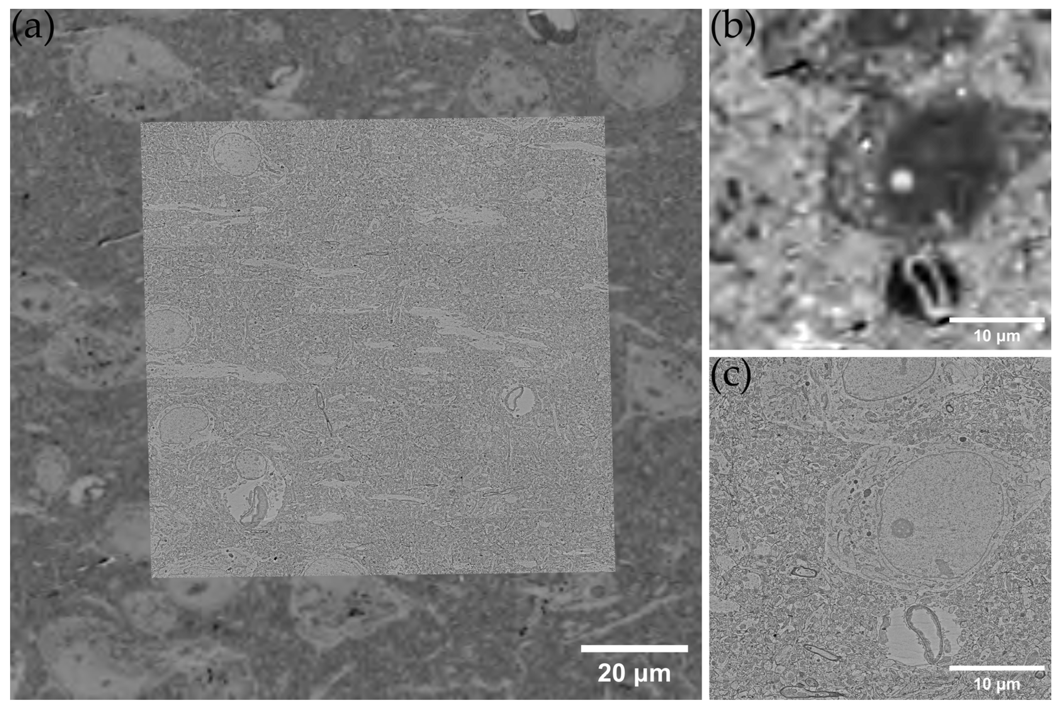 Brainsci 13 00711 g005 Brainsci 13 00711 g005
