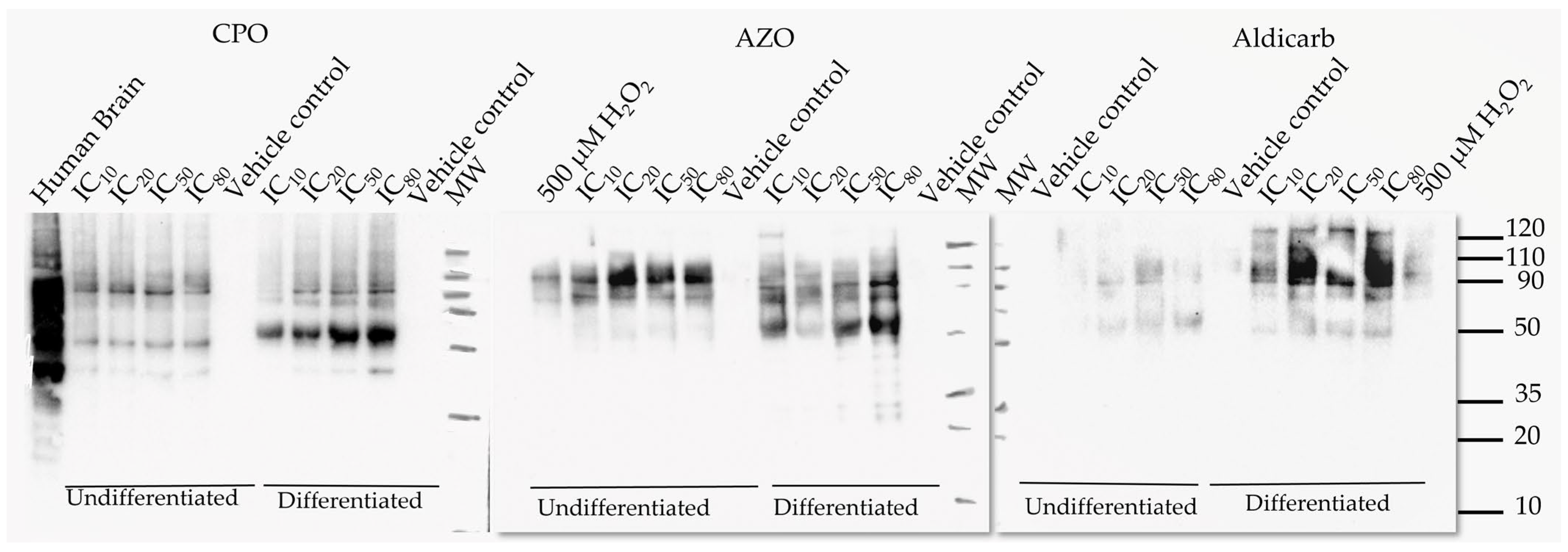 Brainsci 13 00728 g009 Brainsci 13 00728 g009