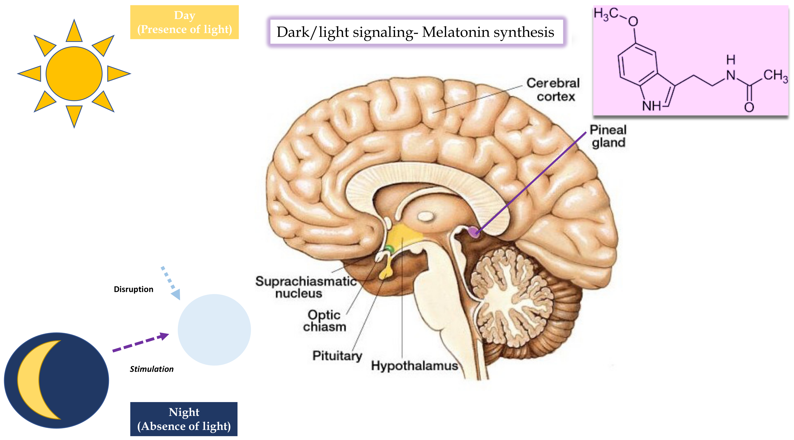 Brainsci 13 00734 g001 Brainsci 13 00734 g001