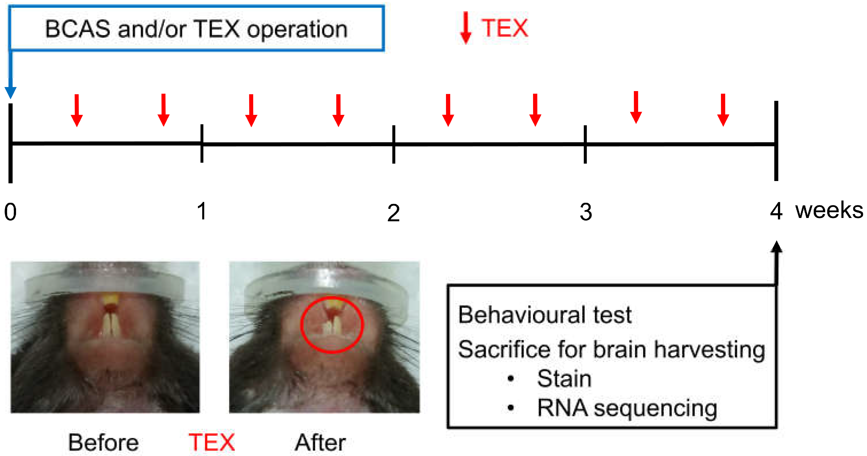 Brainsci 13 00781 g001 Brainsci 13 00781 g001