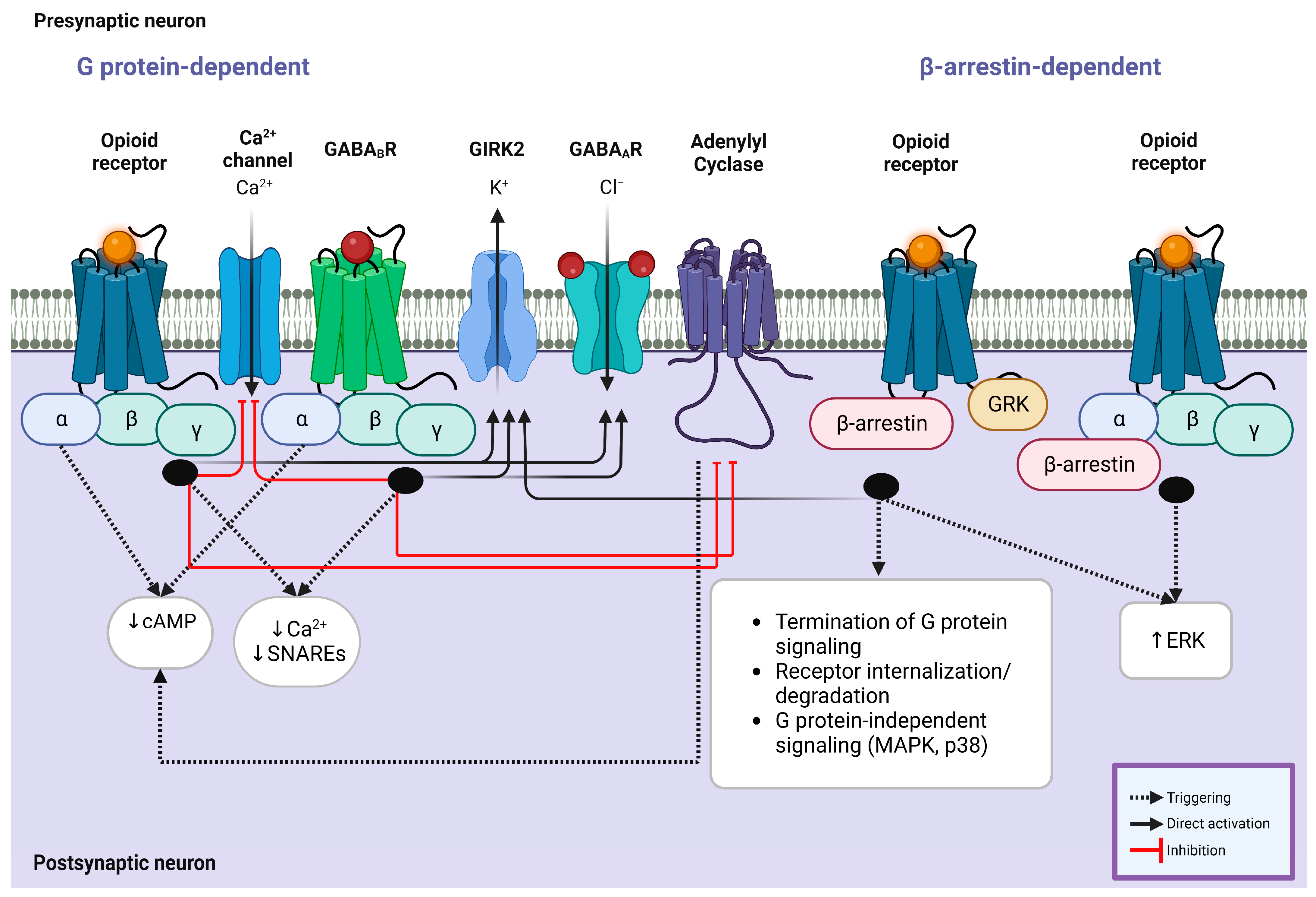 Tolerance of Oncogene-Induced Replication Stress: A Fuel for