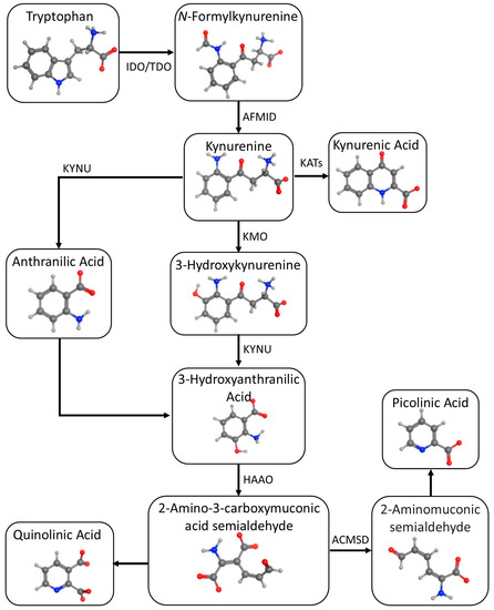 Indoleamine 2,3-Dioxygenase as a Therapeutic Target for