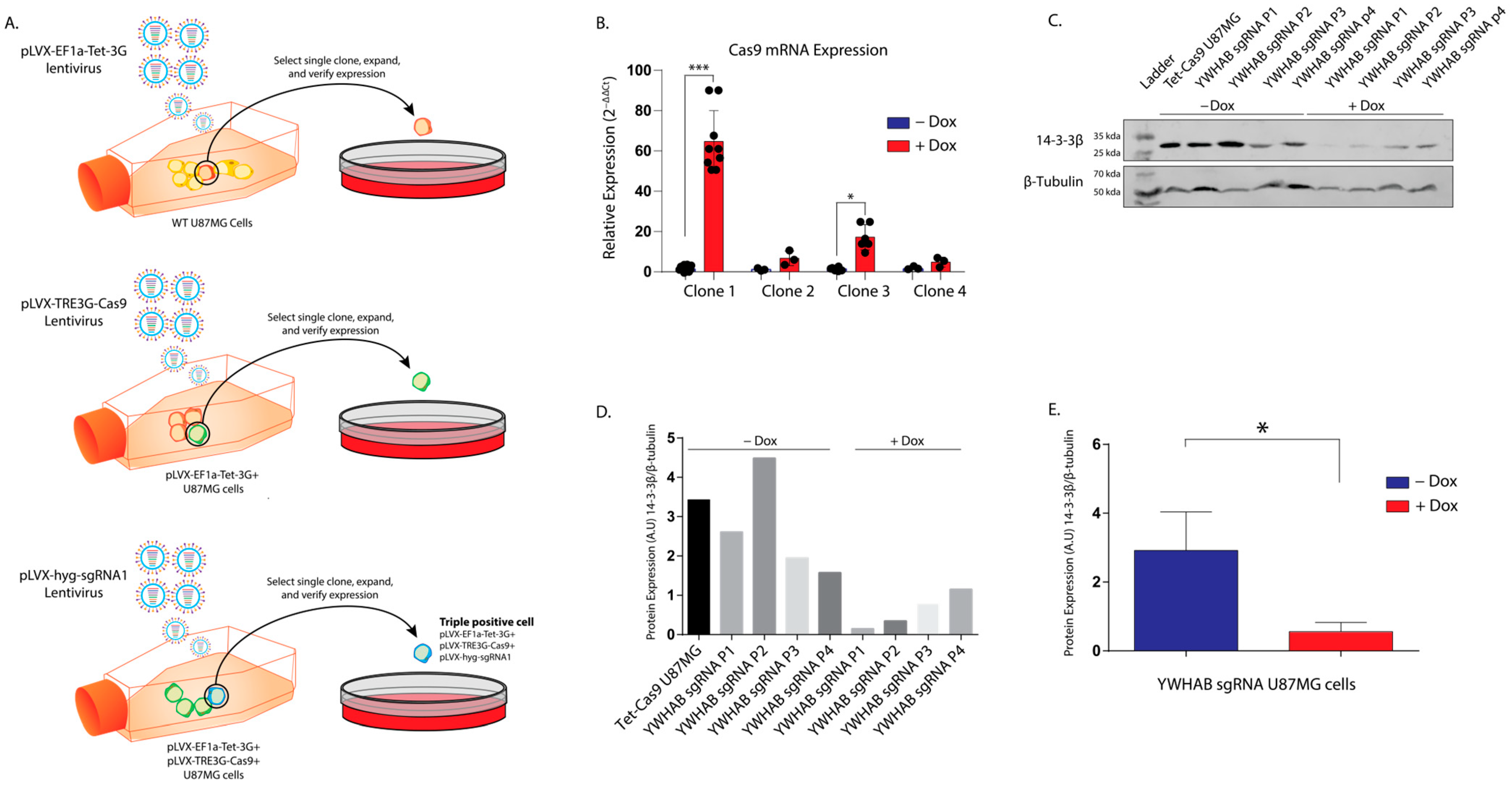 Brainsci 13 00868 g003