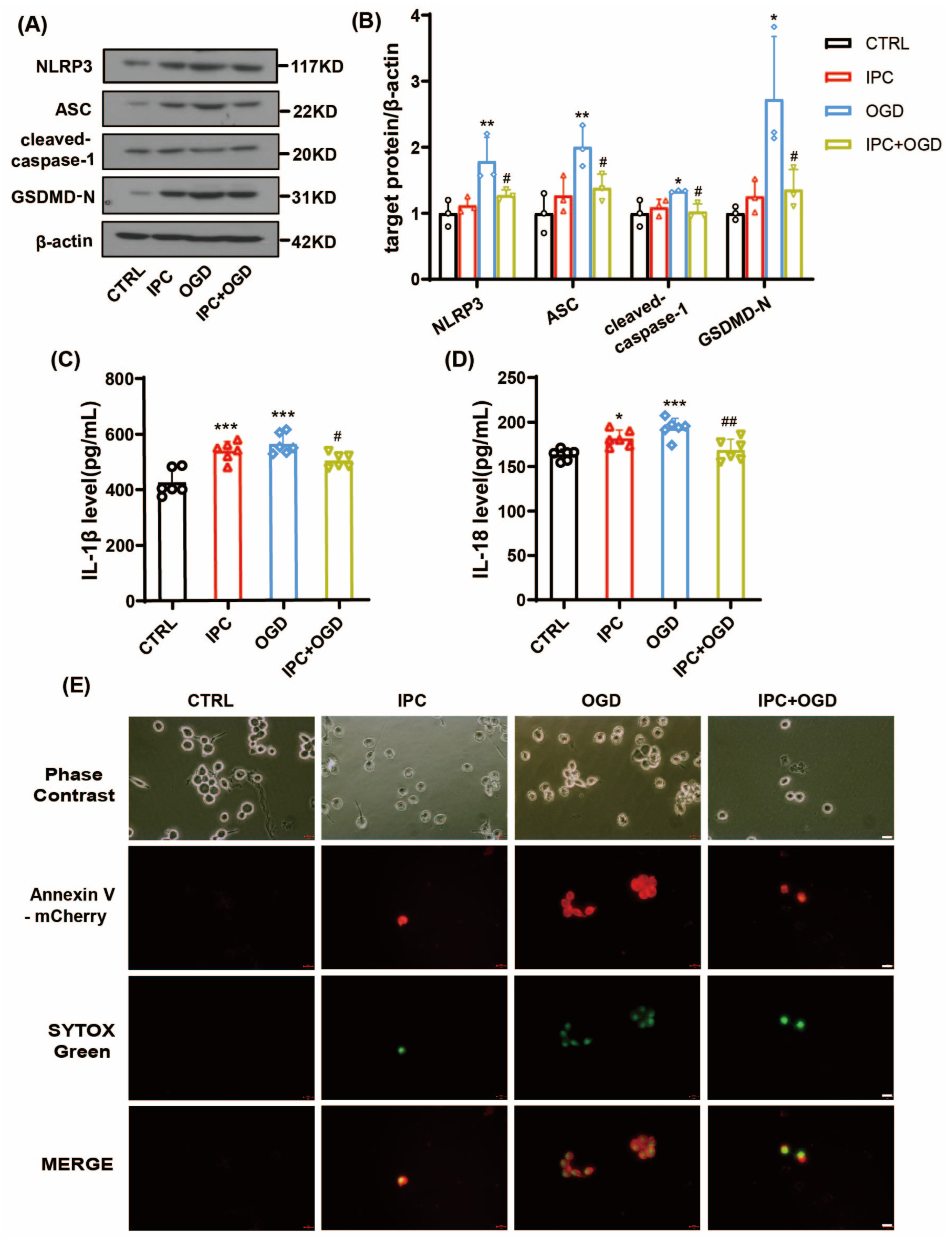 Brainsci 13 00897 g006 Brainsci 13 00897 g006