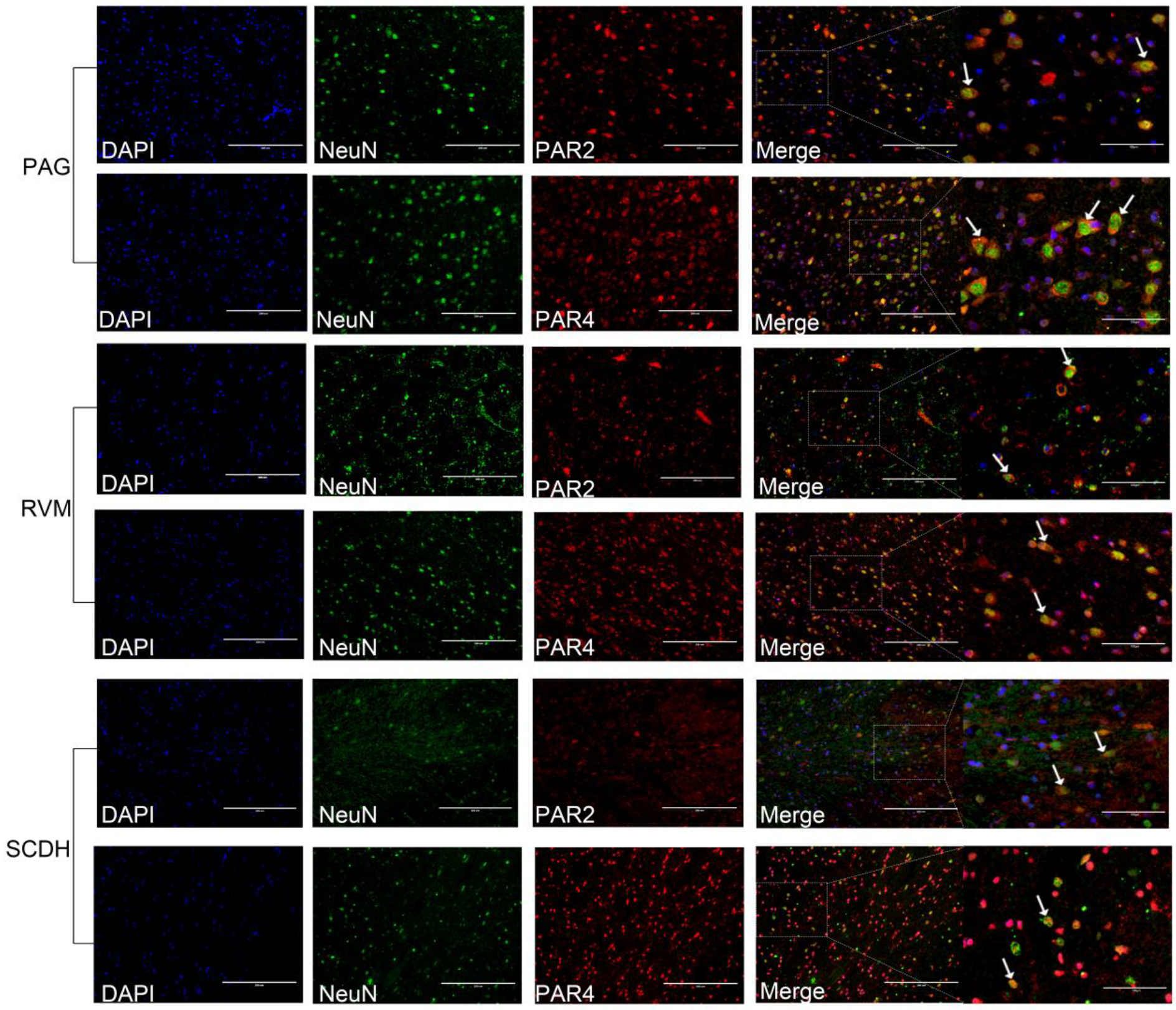 Brainsci 13 00922 g007