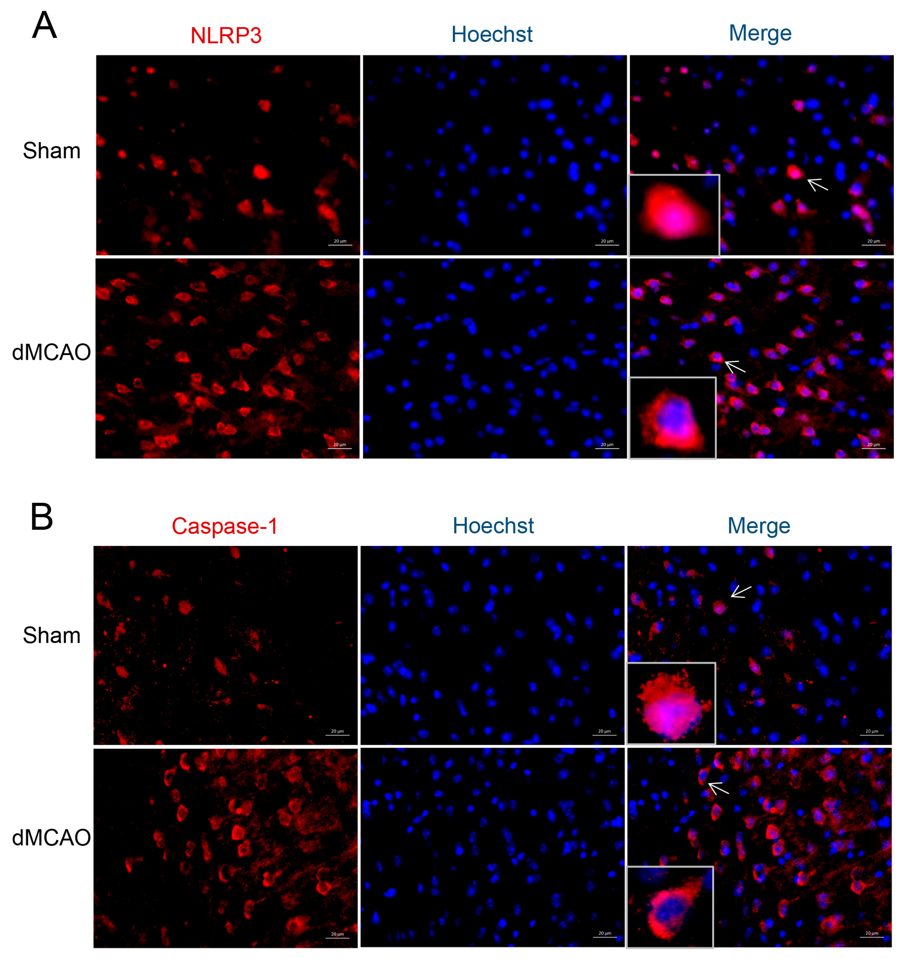 Brainsci 13 00939 g004