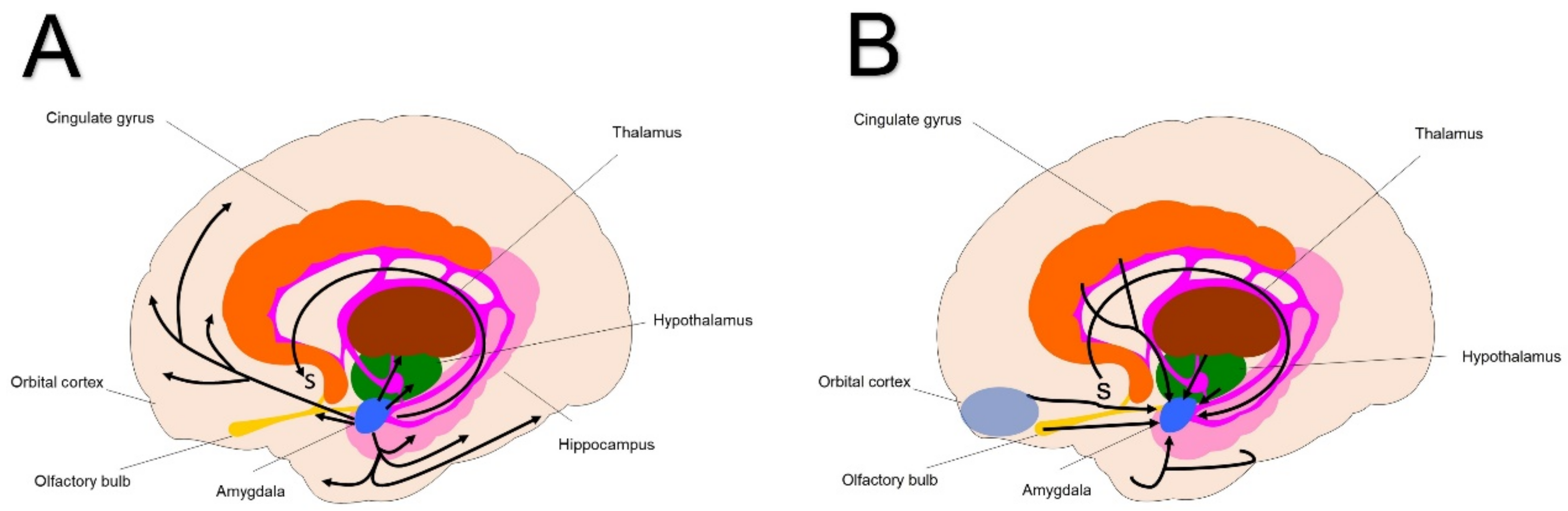 Brainsci 13 00943 g003