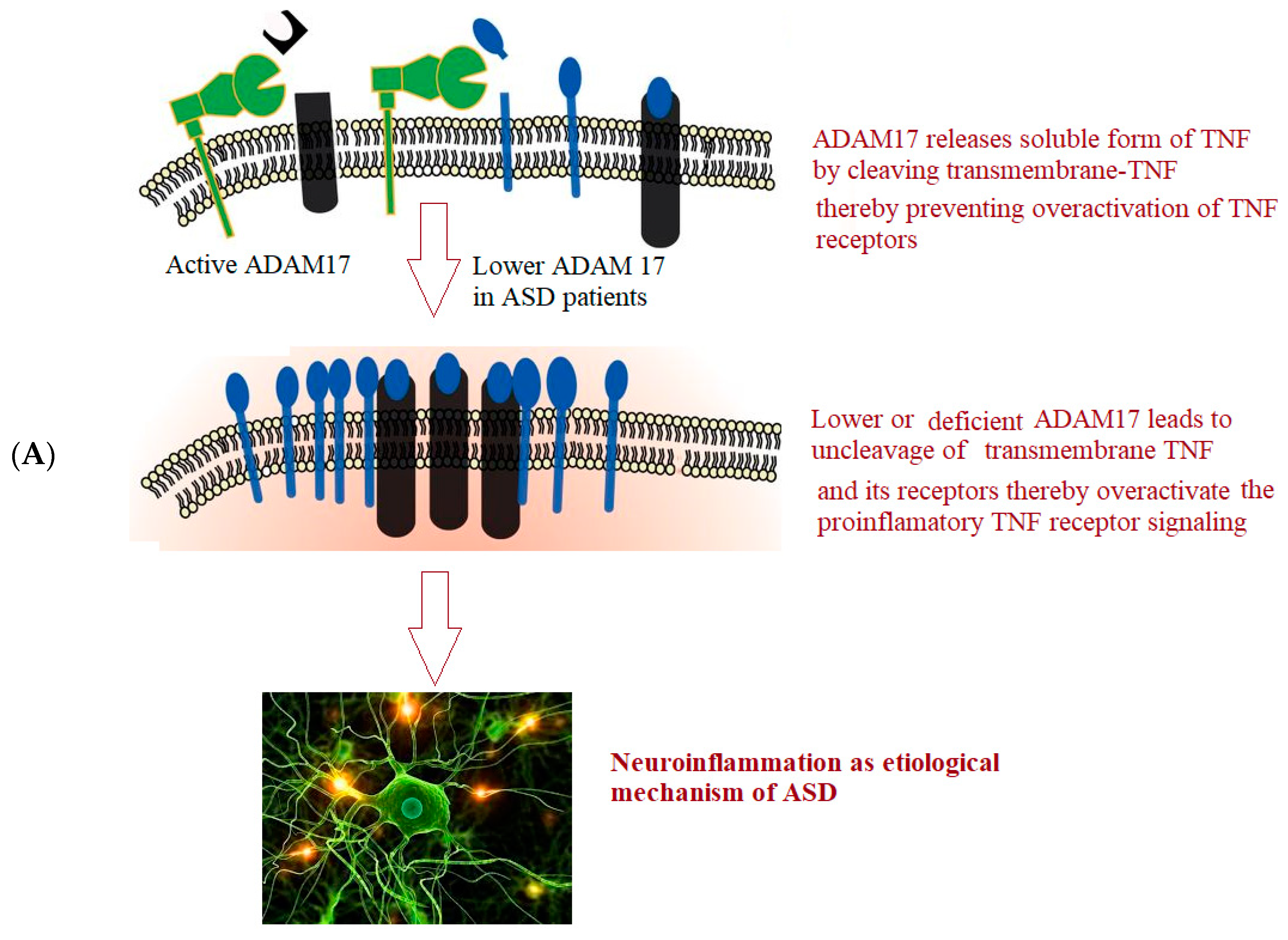 Brainsci 13 00972 g001a