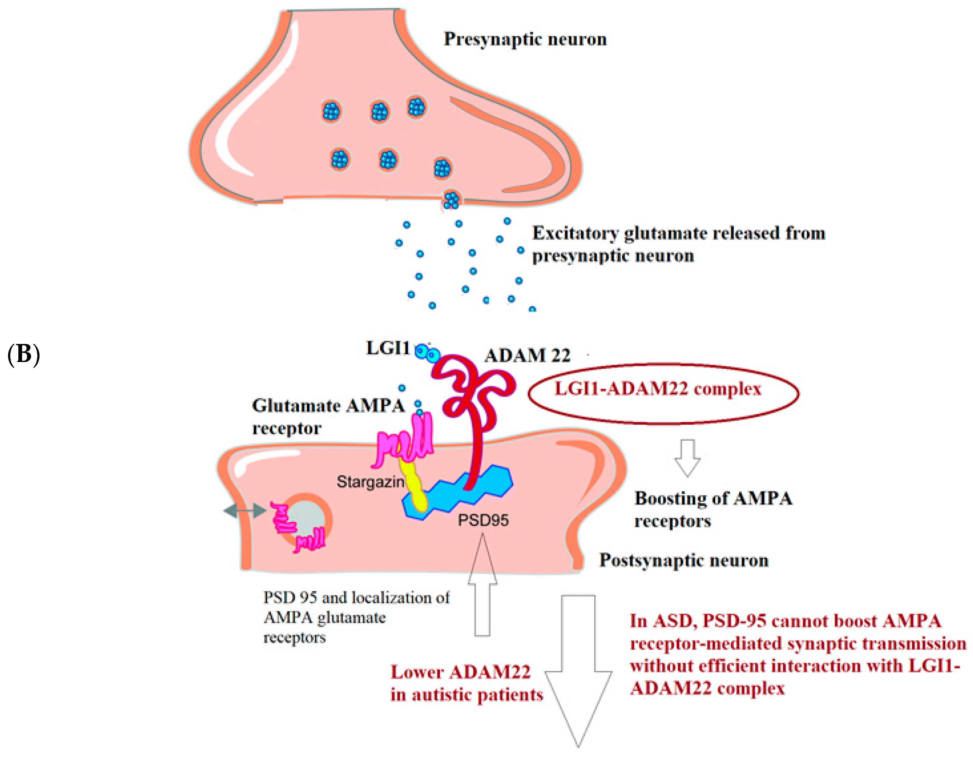 Brainsci 13 00972 g001b