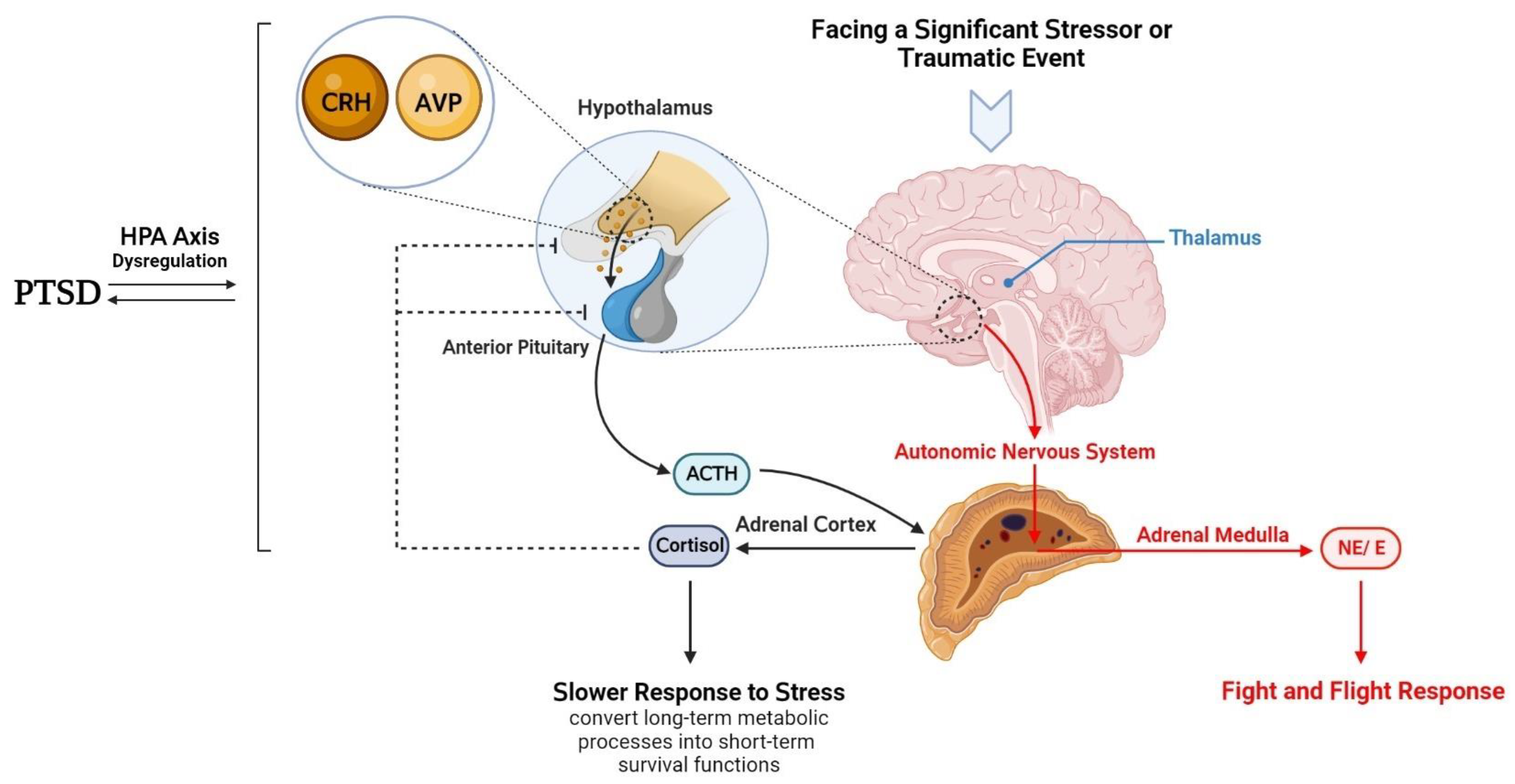 Assessment of neuroendocrine dysfunction following traumatic brain injury.