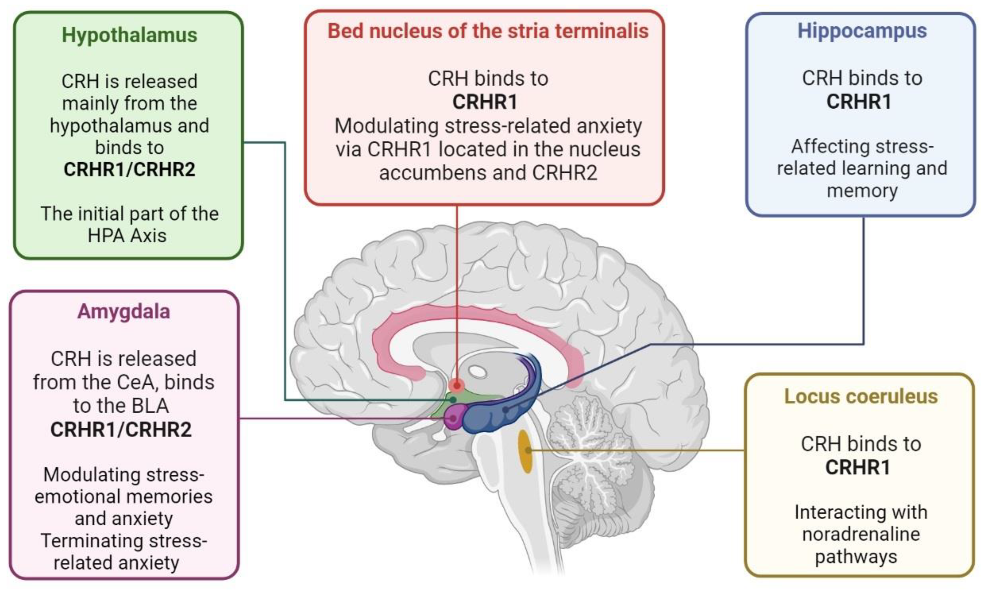 Brainsci 13 01010 g002 Brainsci 13 01010 g002