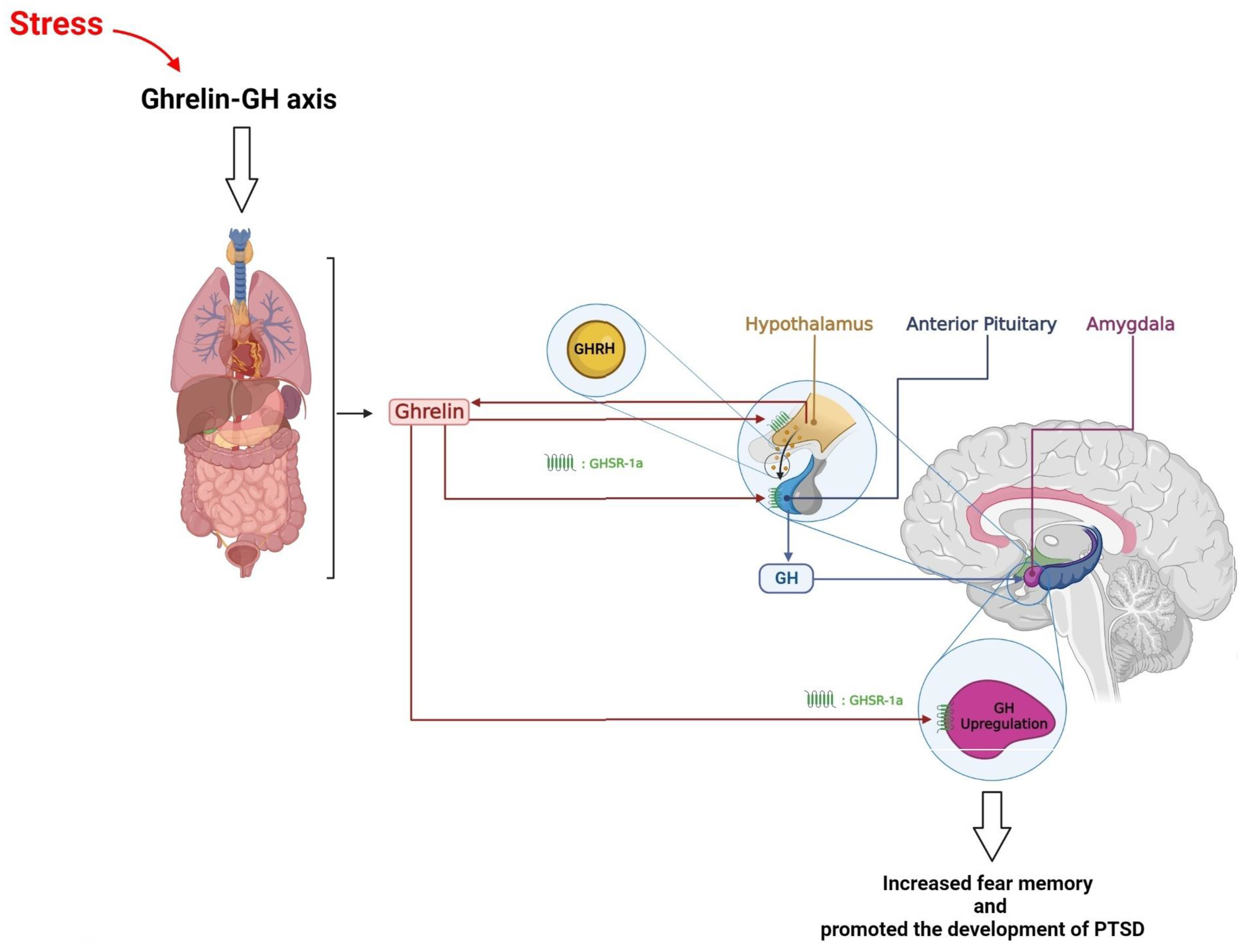Brainsci 13 01010 g003 Brainsci 13 01010 g003