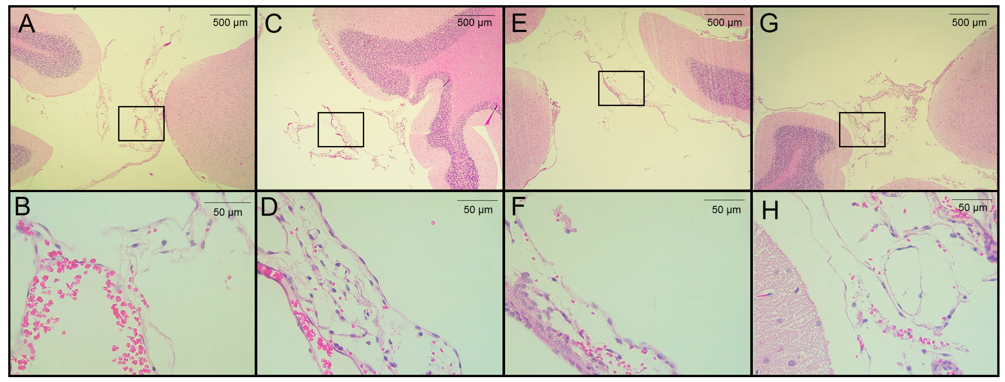 Brainsci 13 01021 g004 Brainsci 13 01021 g004
