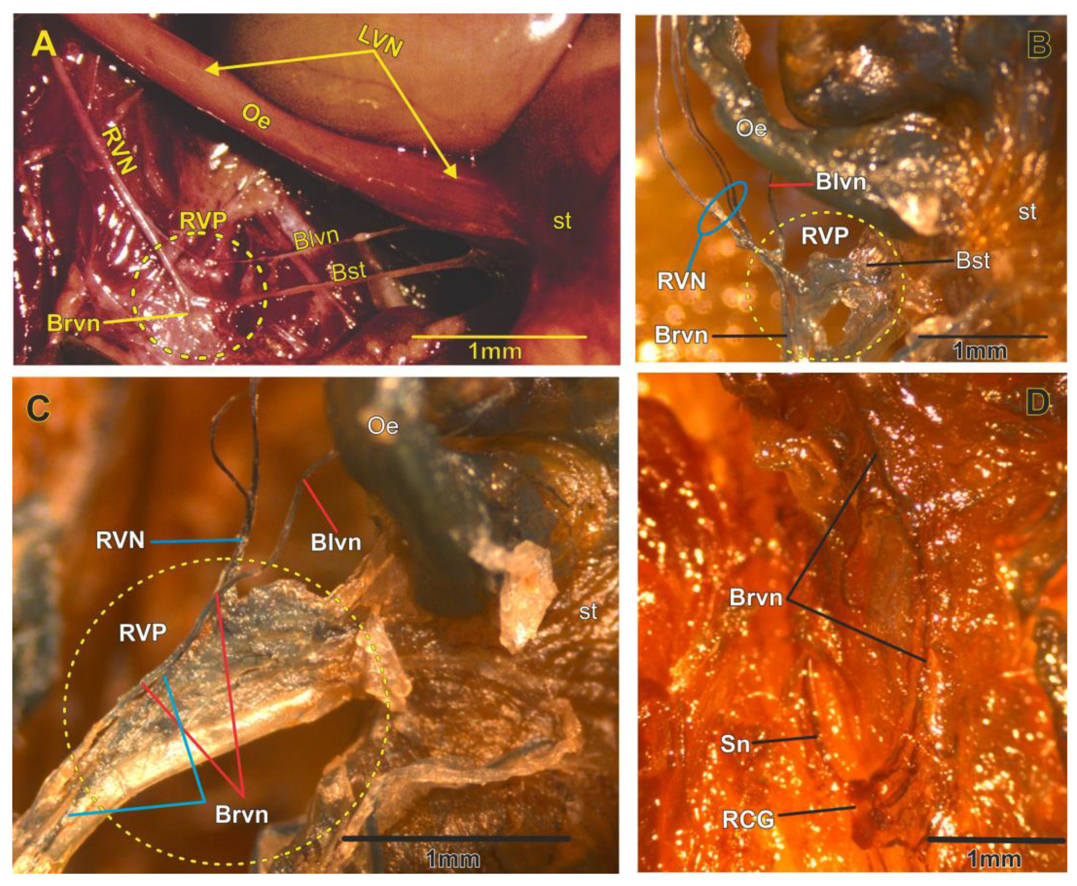 Brainsci 13 01032 g001