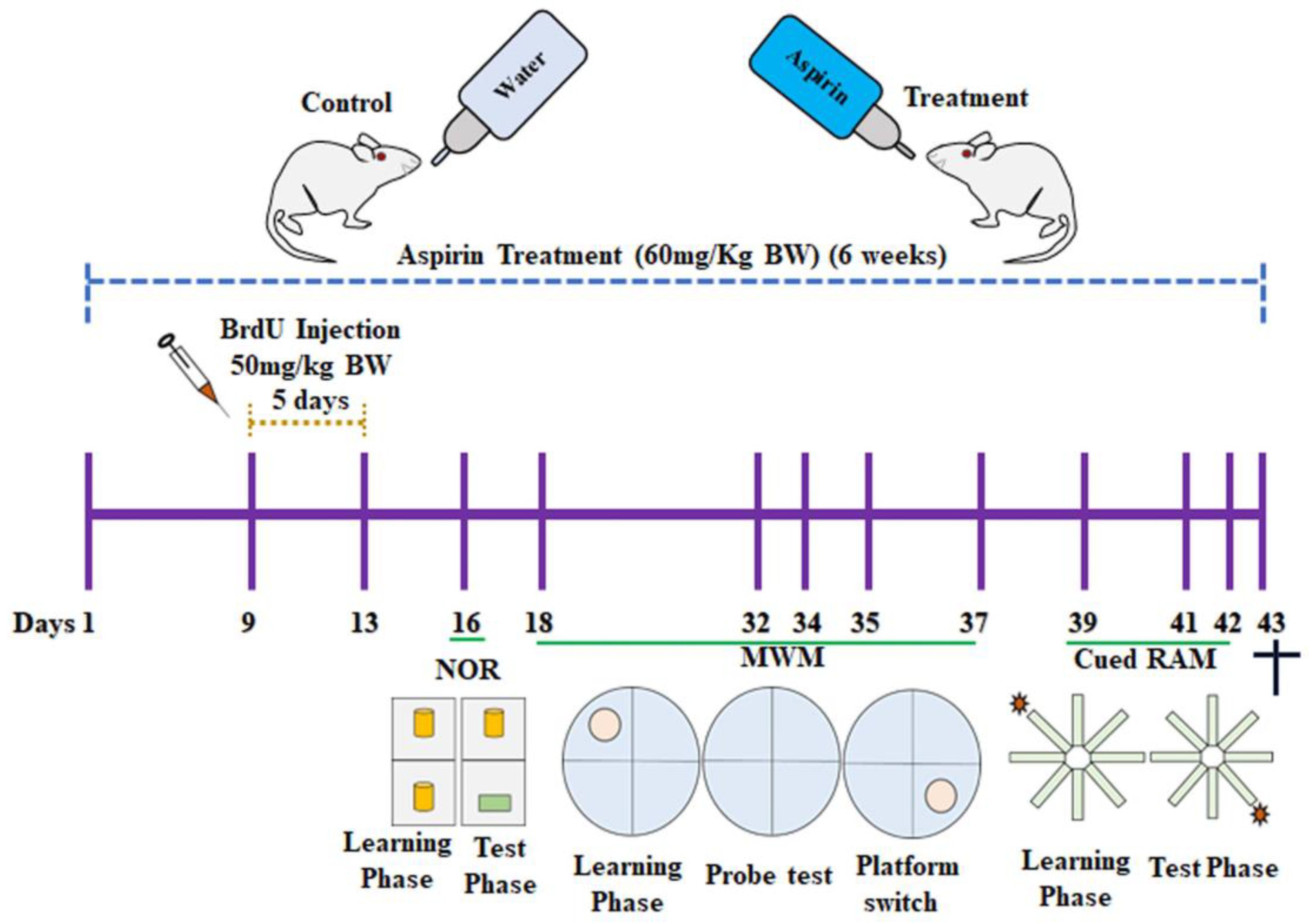 Brainsci 13 01108 g001 Brainsci 13 01108 g001
