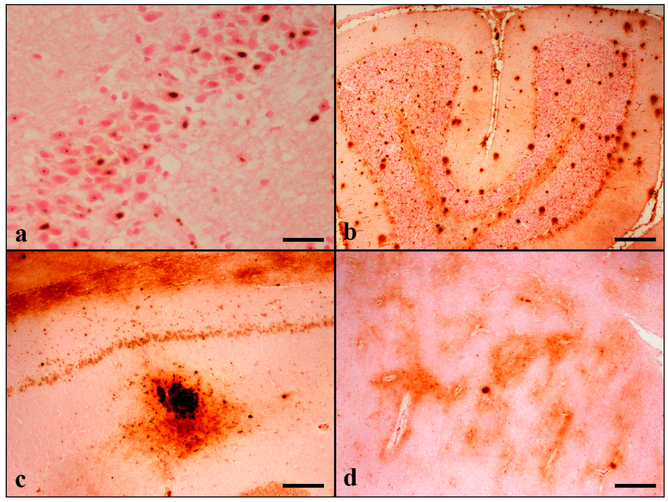 Brainsci 13 01115 g001