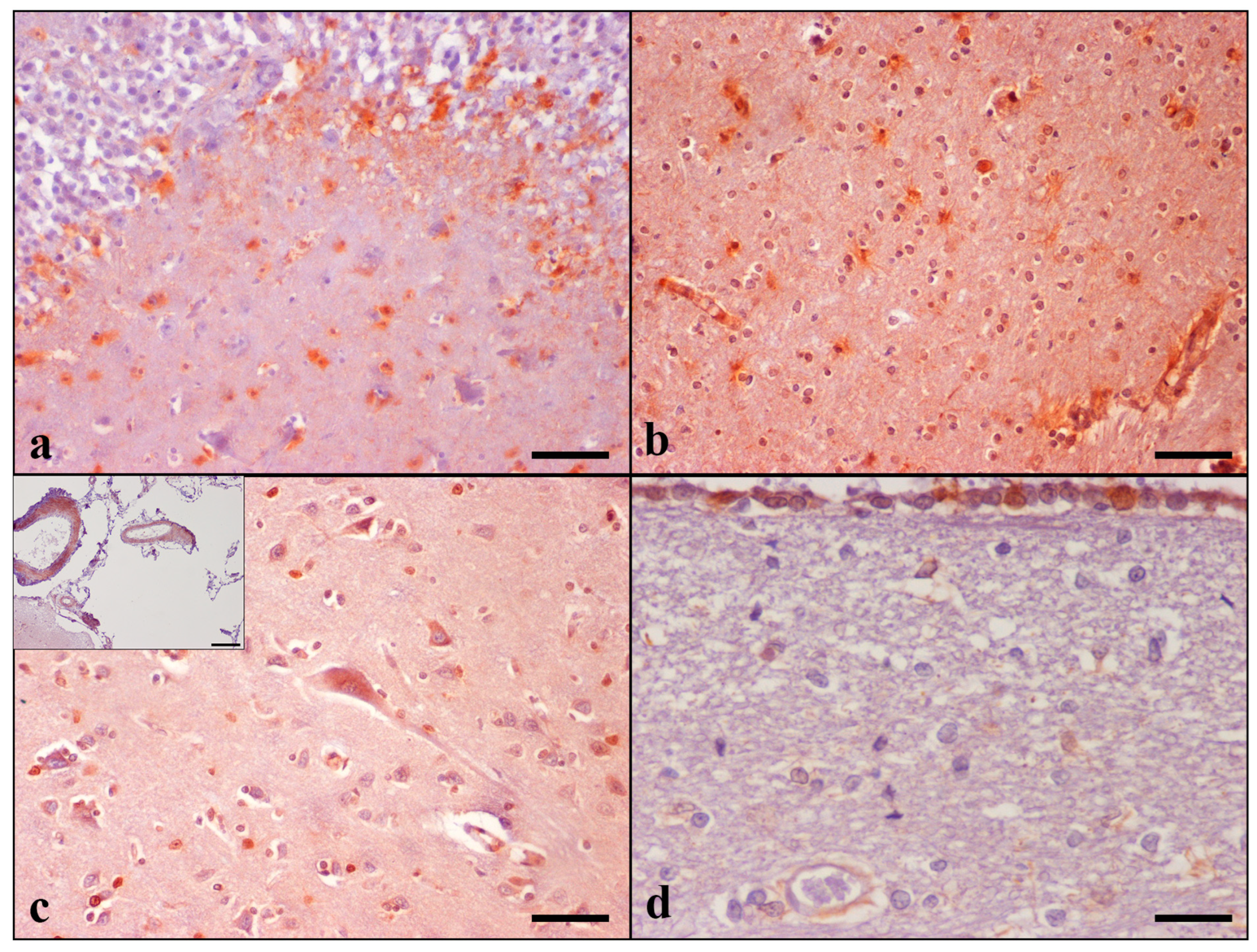 Brainsci 13 01115 g002