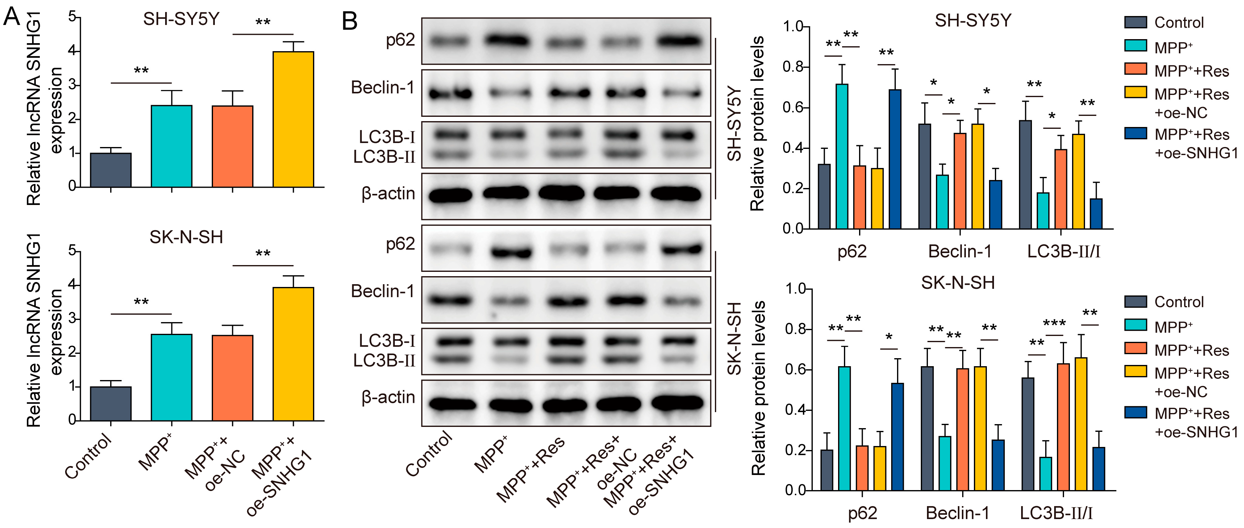 Brainsci 13 01124 g002 Brainsci 13 01124 g002