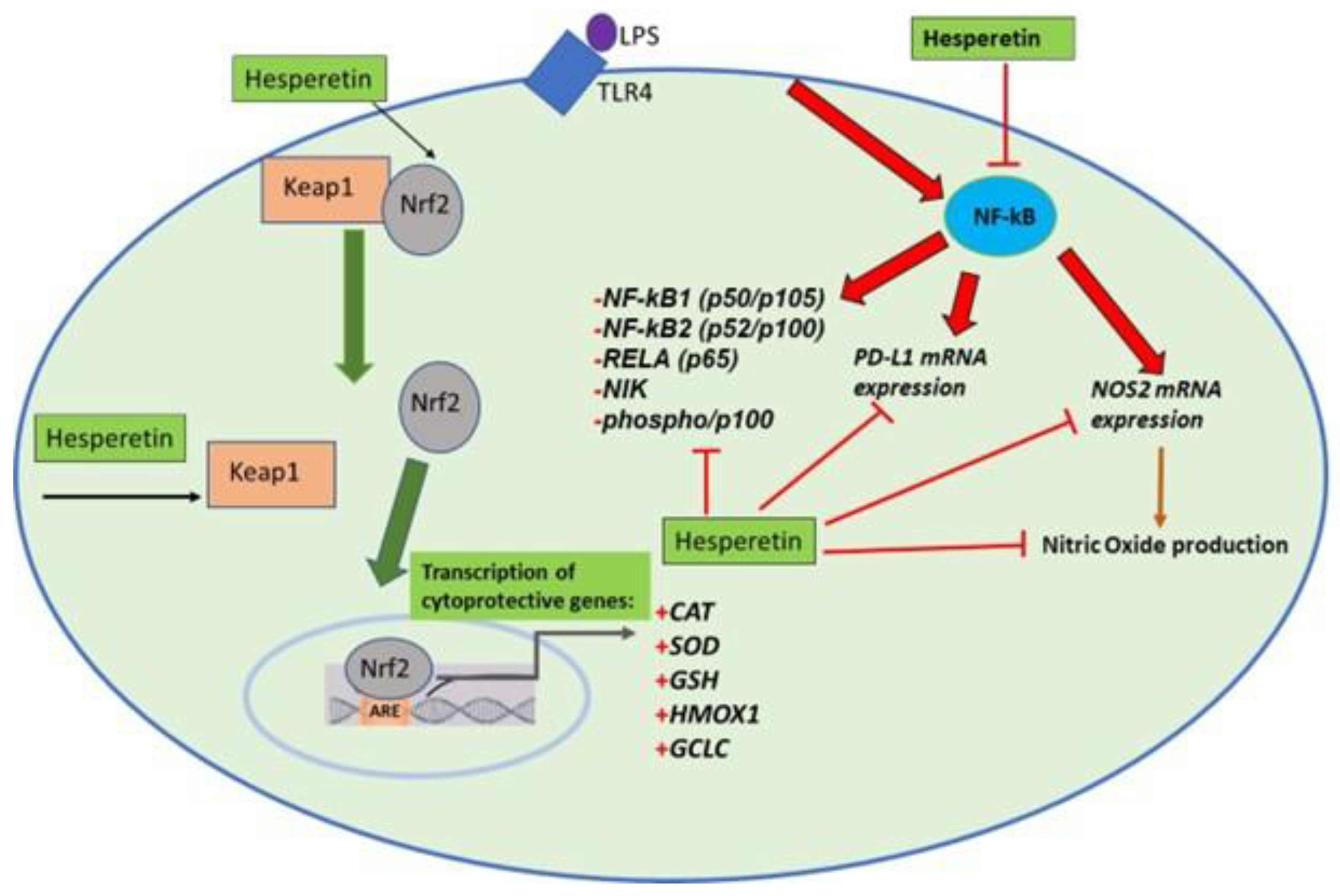 Brainsci 13 01144 g015