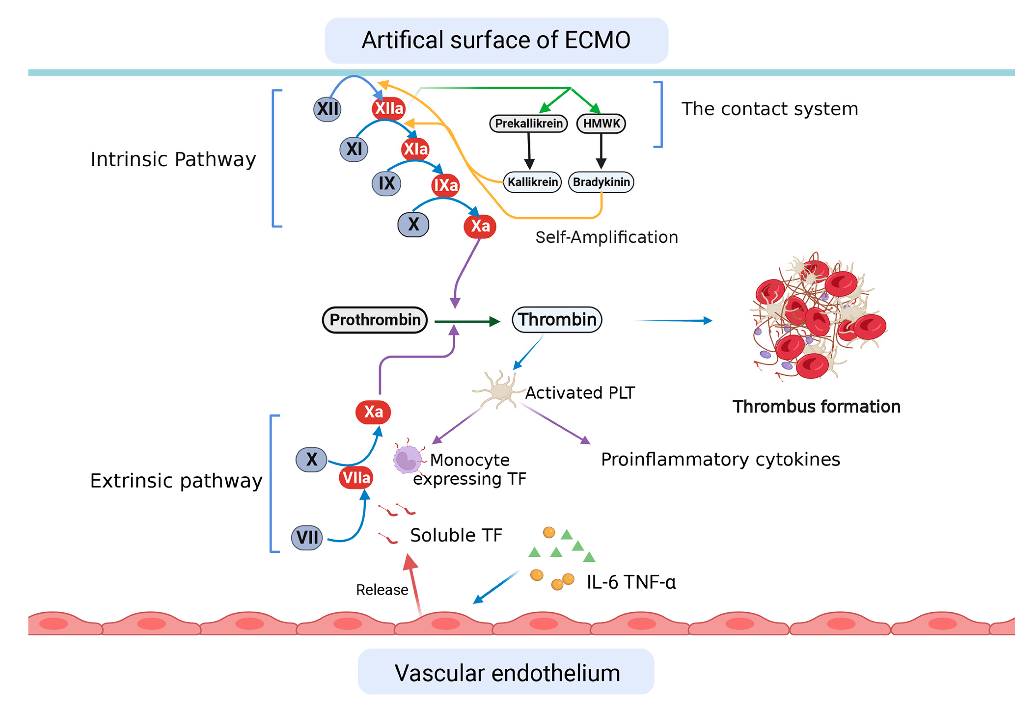 Brainsci 13 01165 g001