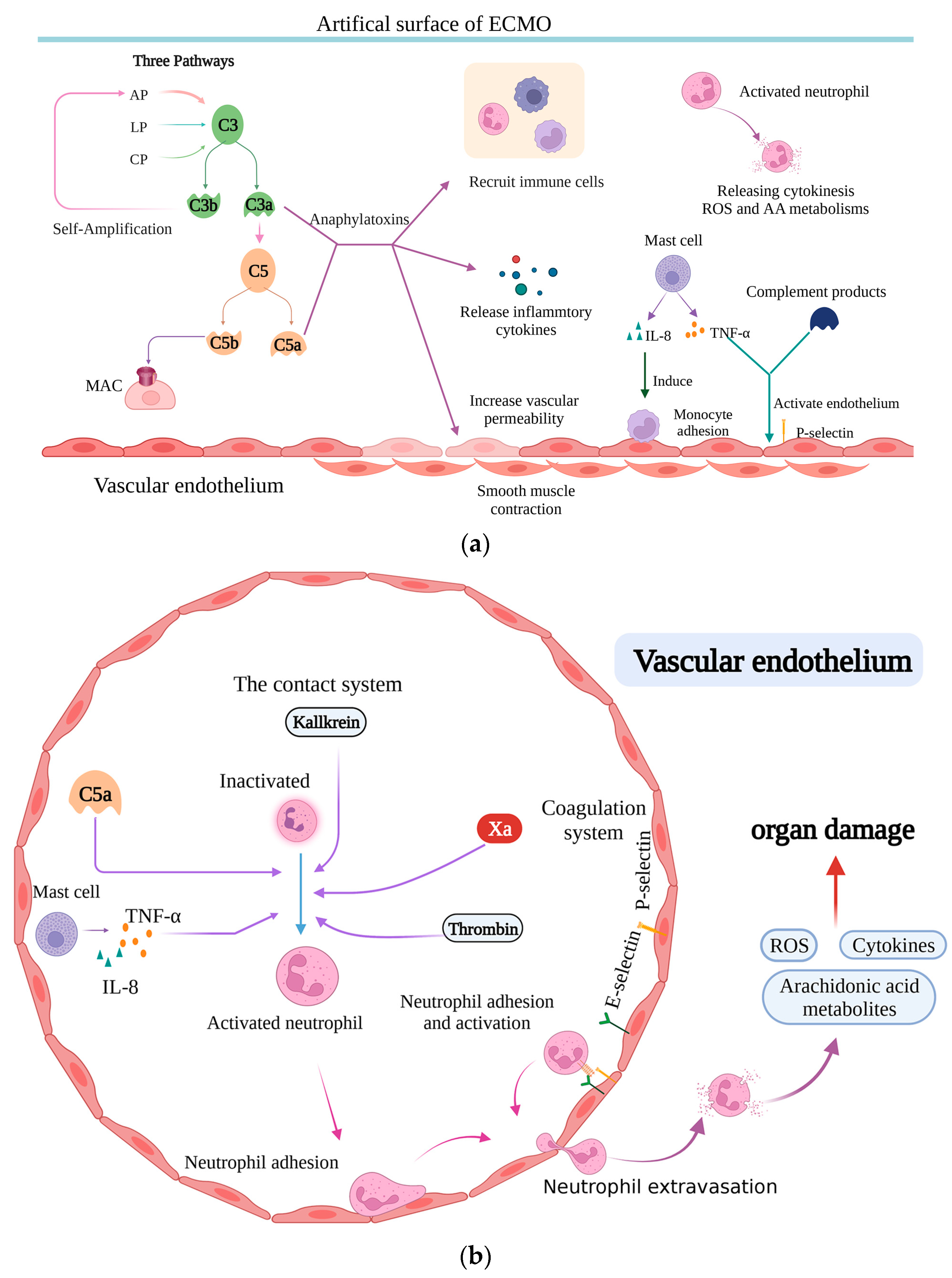 Brainsci 13 01165 g002