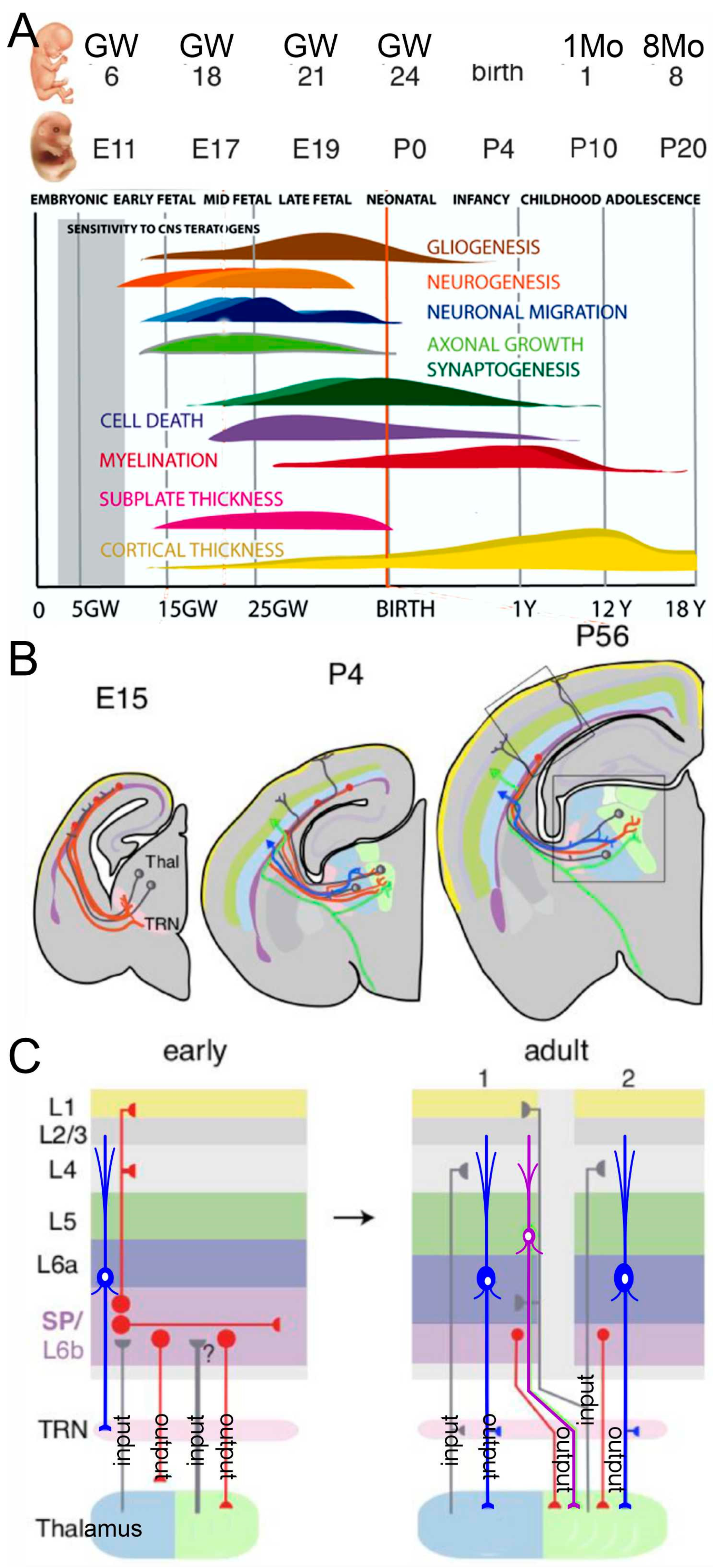 Brainsci 13 01190 g001 Brainsci 13 01190 g001