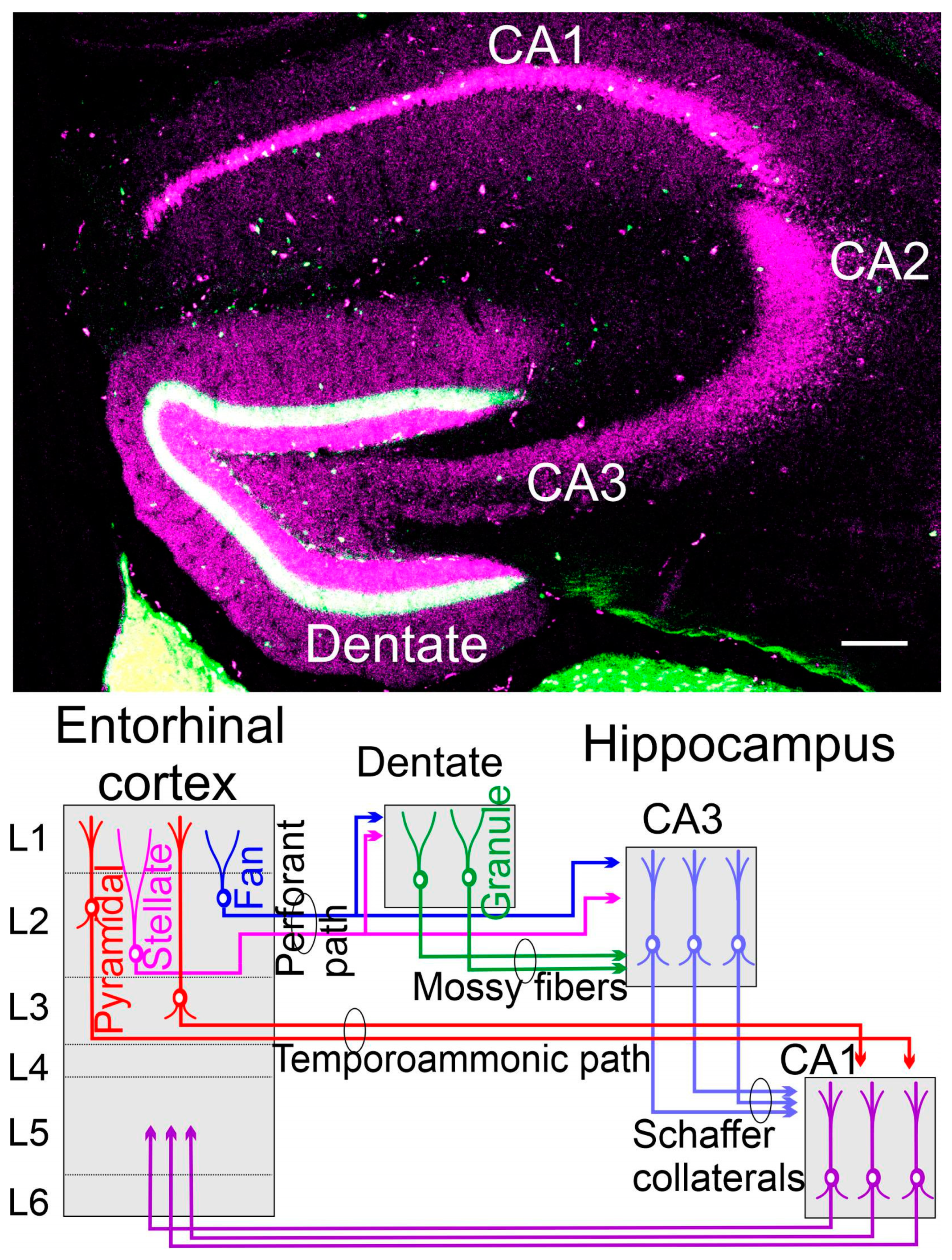 Brainsci 13 01190 g003 Brainsci 13 01190 g003