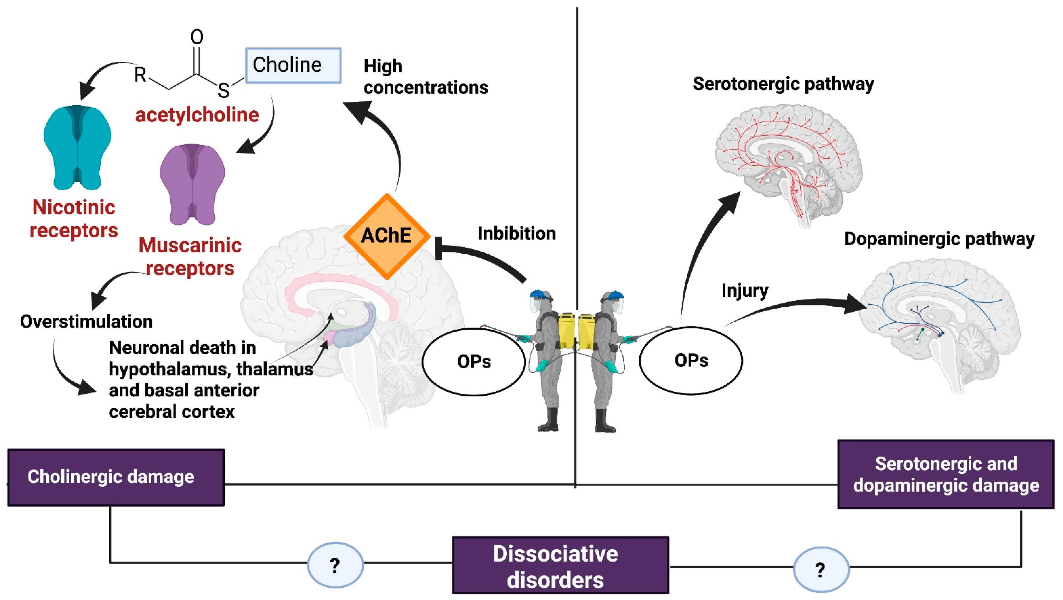 Brainsci 13 01194 g002