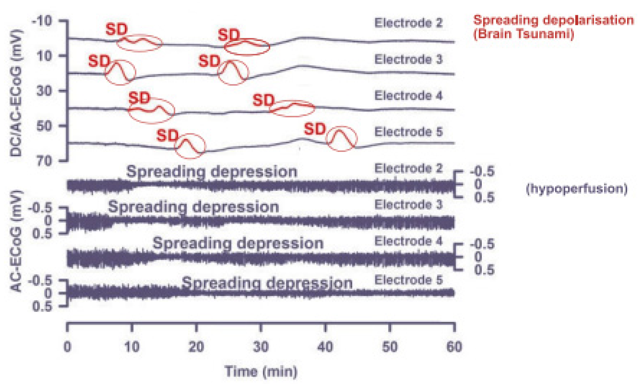 Brainsci 13 01241 g001 Brainsci 13 01241 g001