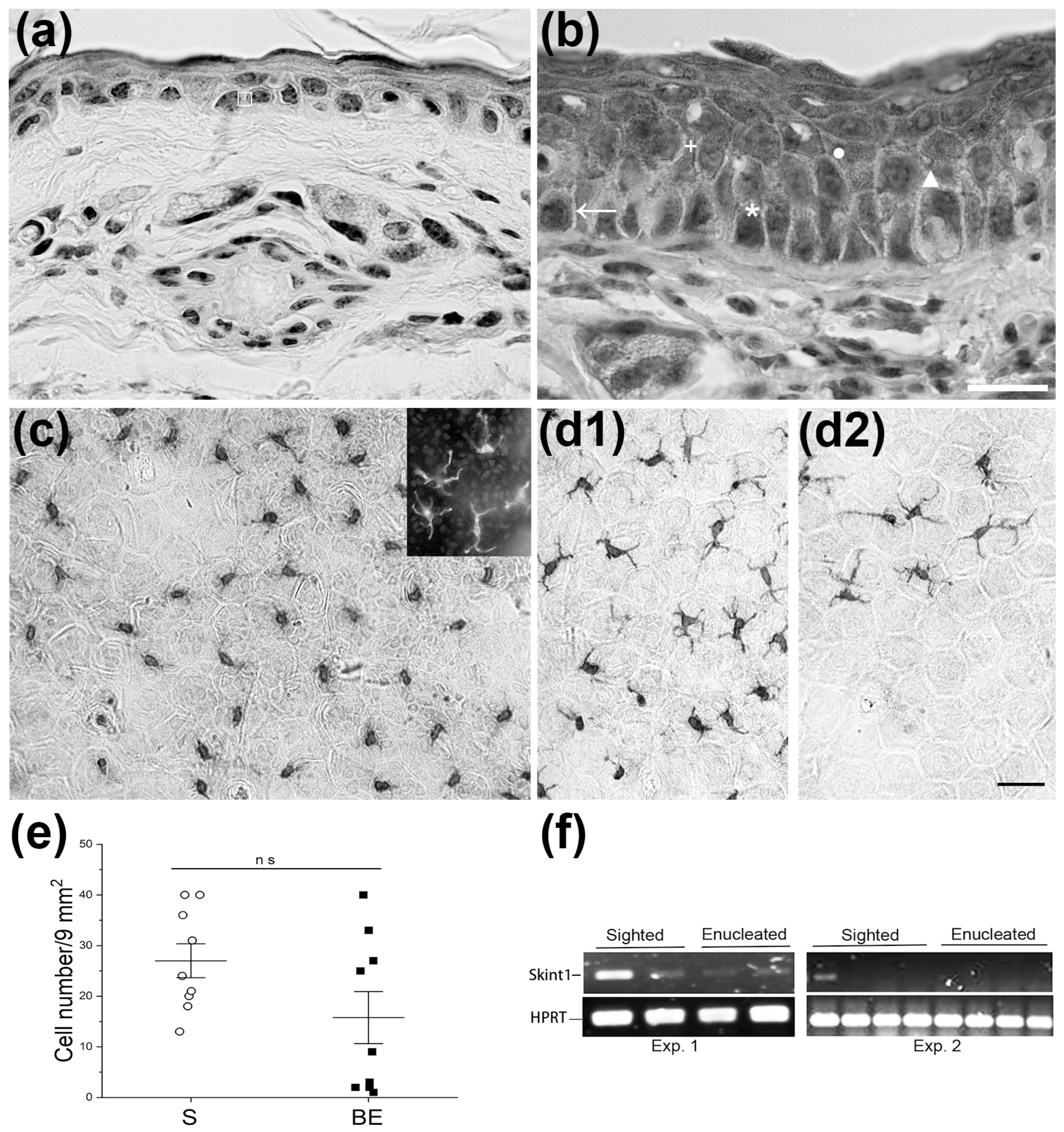 Brainsci 13 01261 g006 Brainsci 13 01261 g006