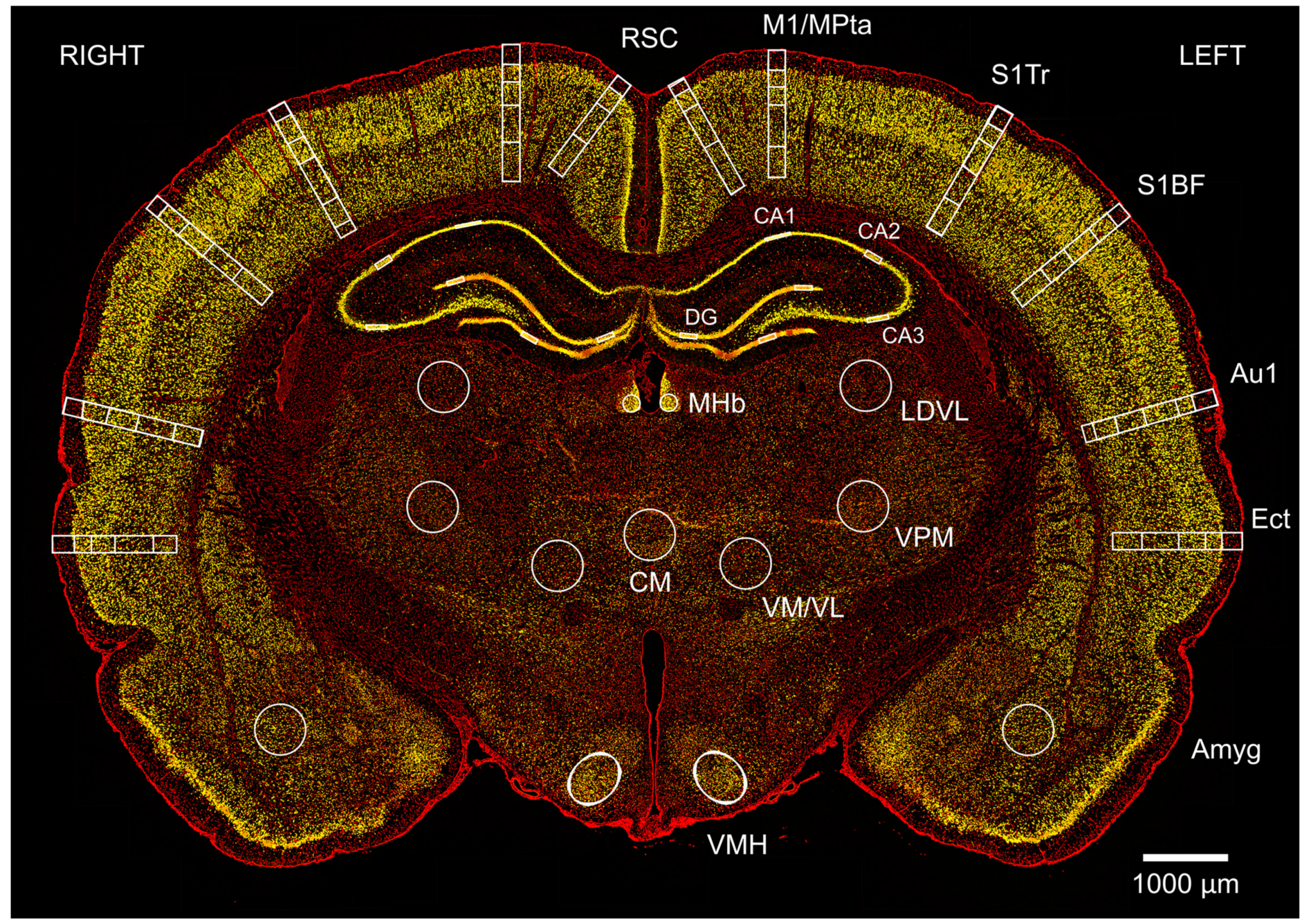 Brainsci 13 01298 g003