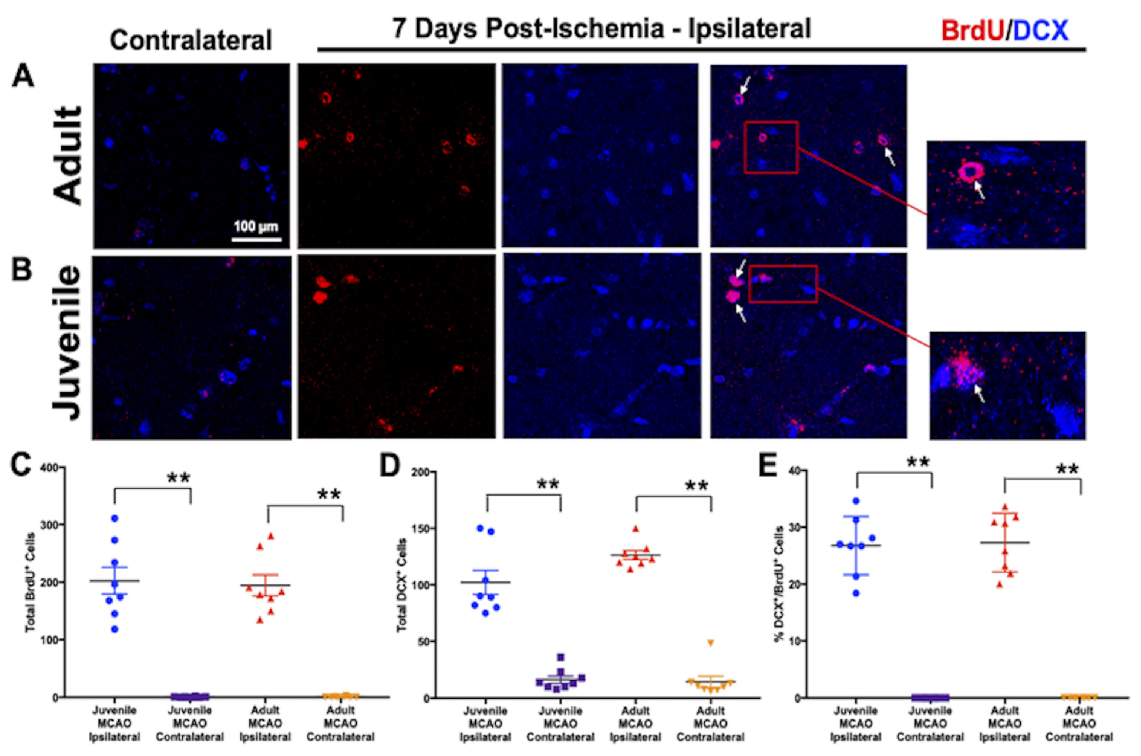 Brainsci 13 01337 g001