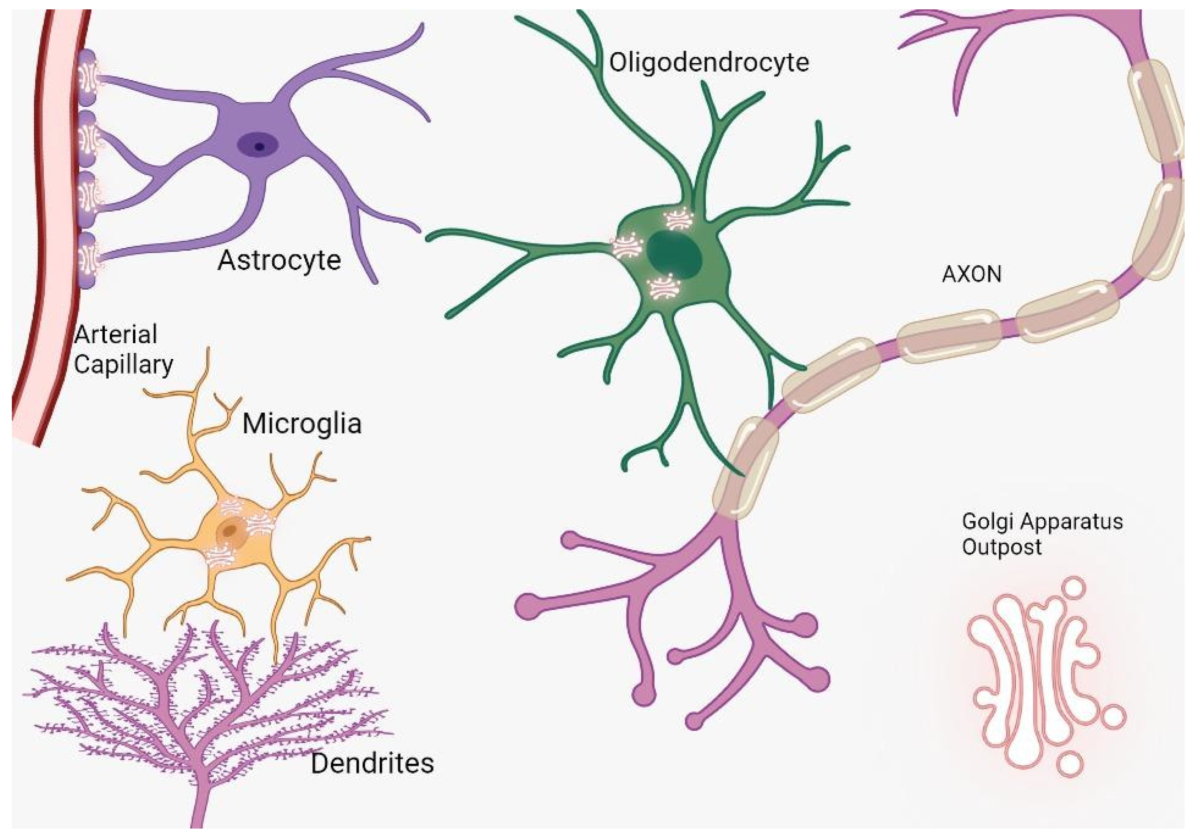 Brain Sciences Free Full-Text Unraveling the Multifaceted Role of the Golgi Apparatus Insights into Neuronal Plasticity, Development, Neurogenesis, Alzheimerandrsquo;s Disease, and SARS-CoV-2 Interactions image