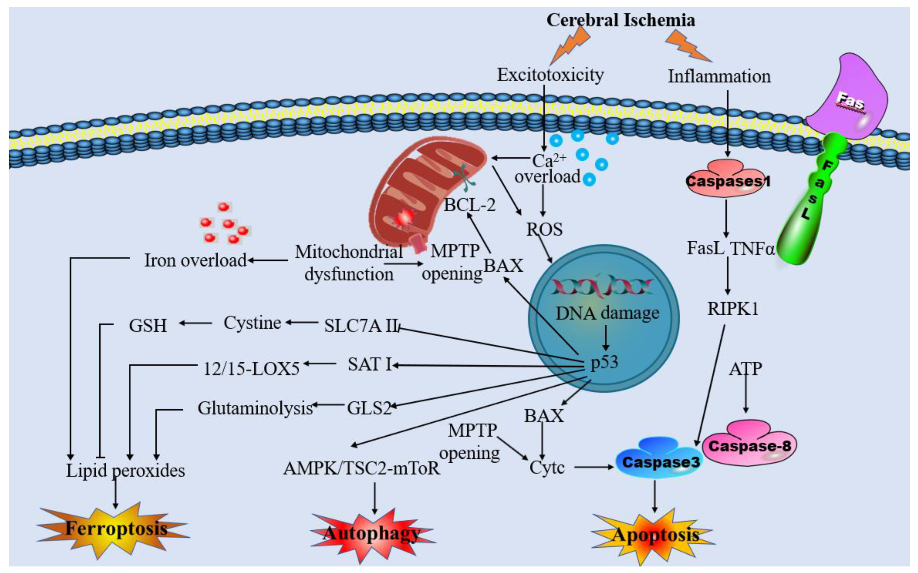 Brainsci 13 01367 g001