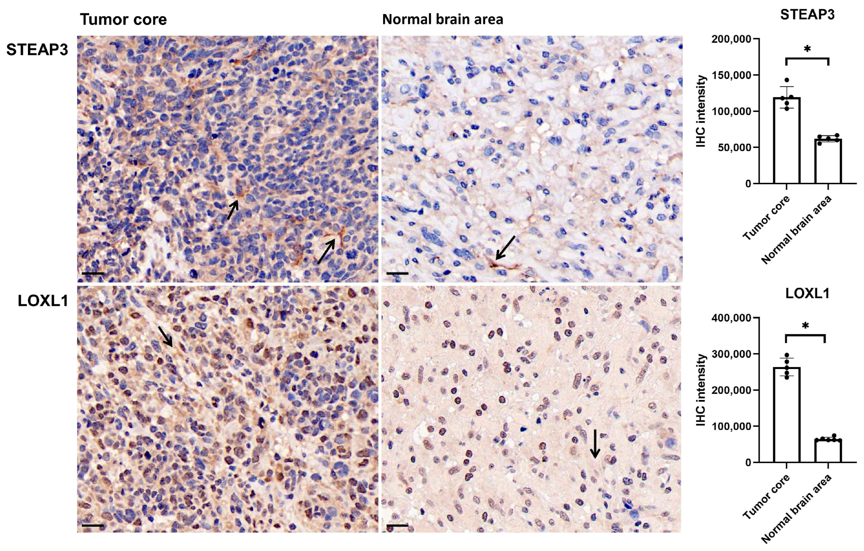 Brainsci 13 01460 g005