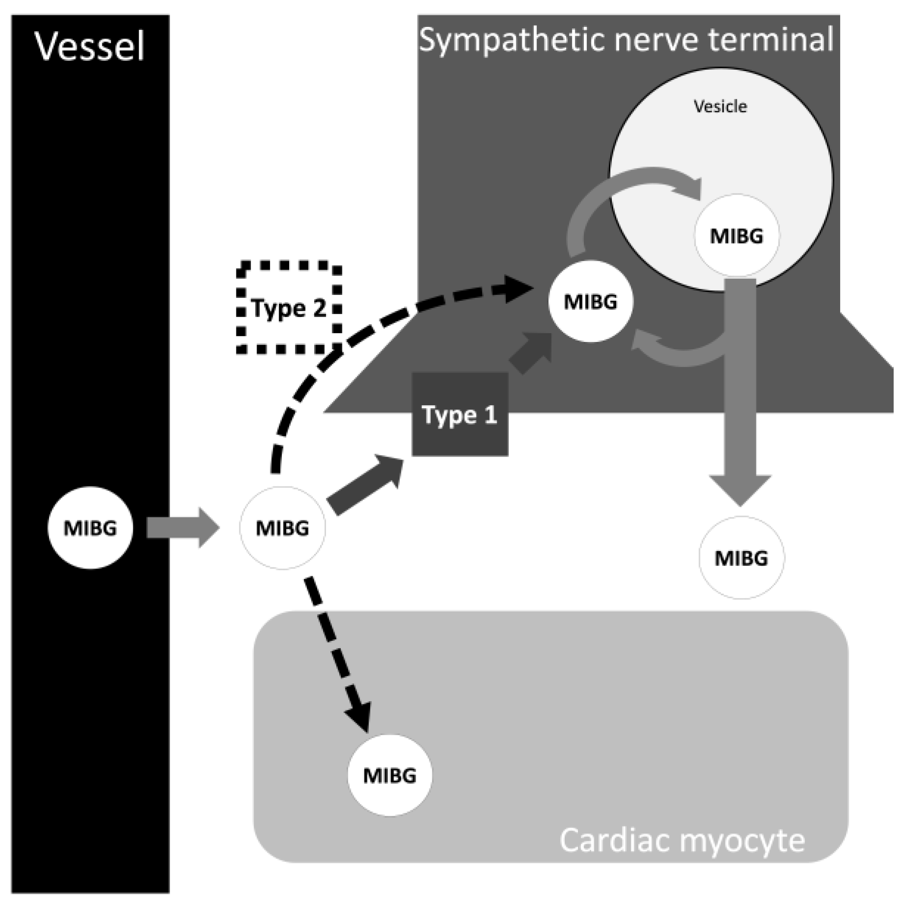 FV provides tilt table testing to safely and effectively diagnose syncope  due to Cardiovascular disease - FV Hospital