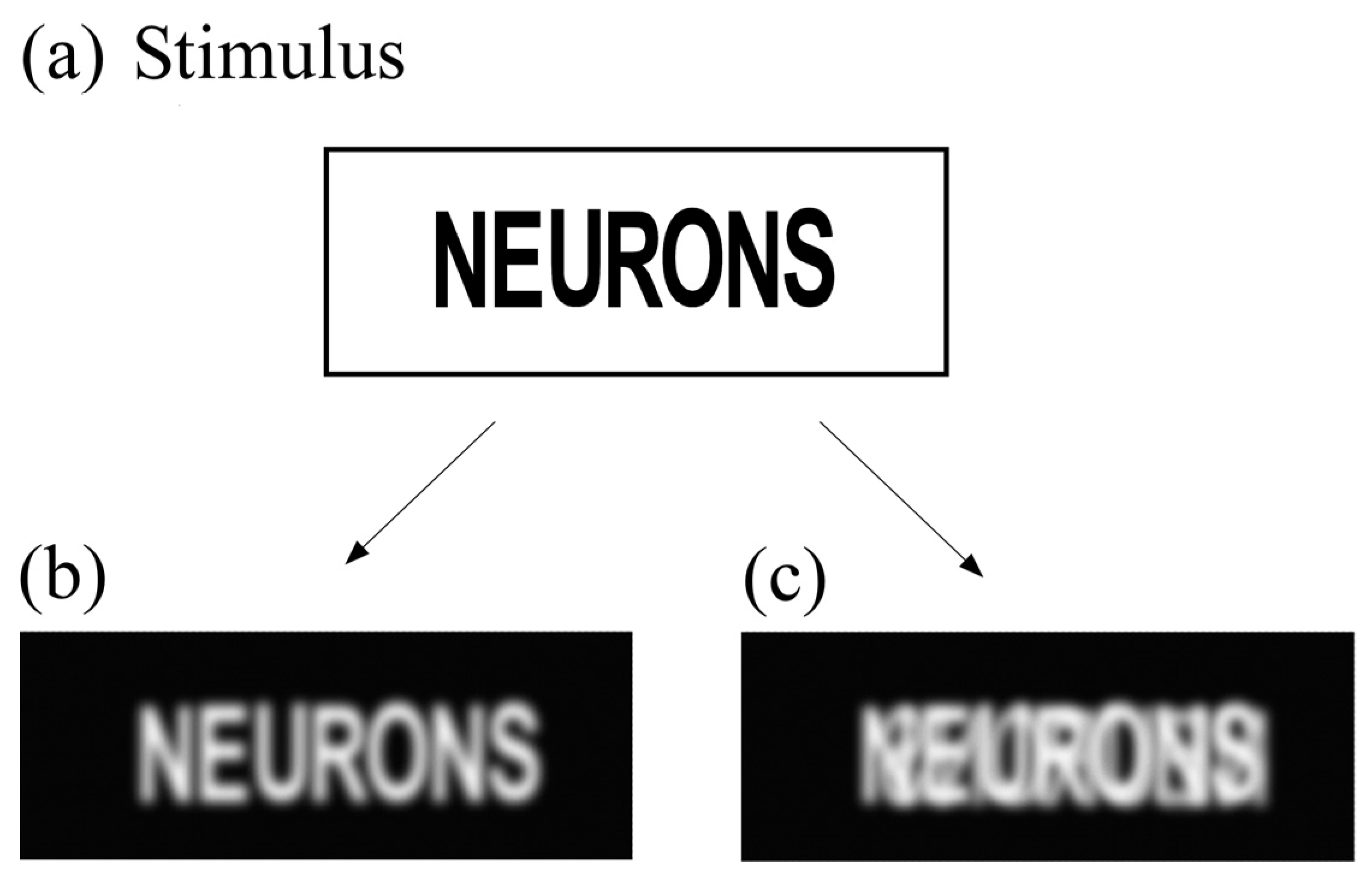 Brainsci 13 01478 g002