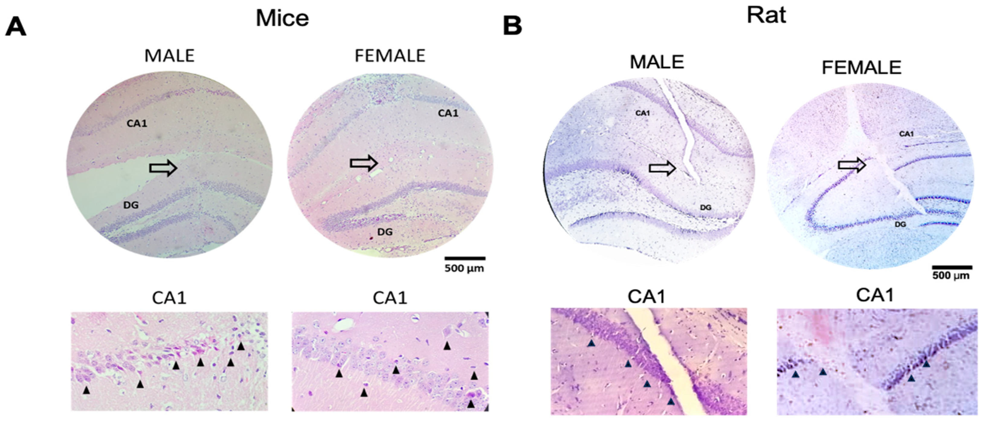 Brainsci 13 01545 g001