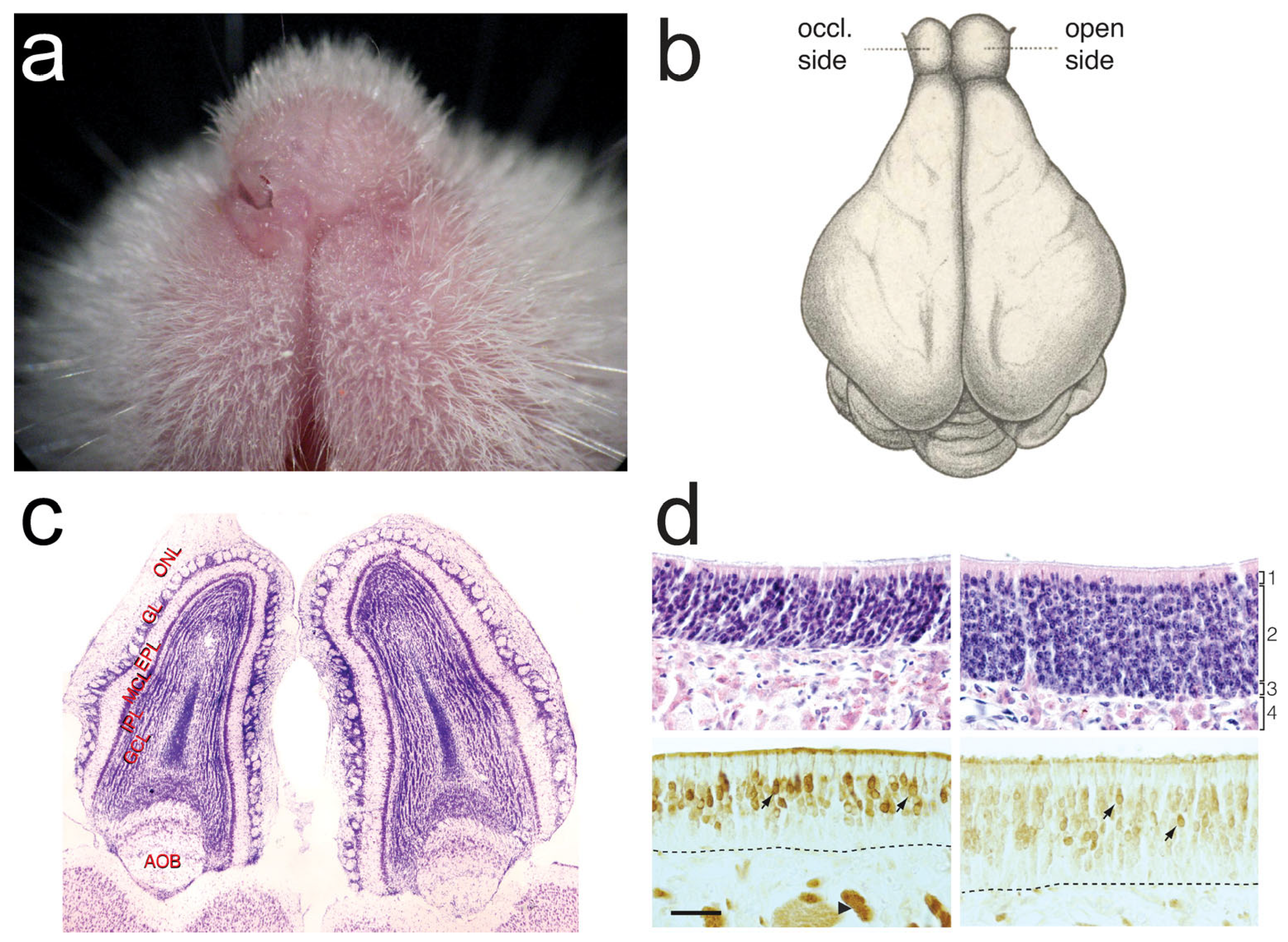 Brainsci 13 01553 g002 Brainsci 13 01553 g002