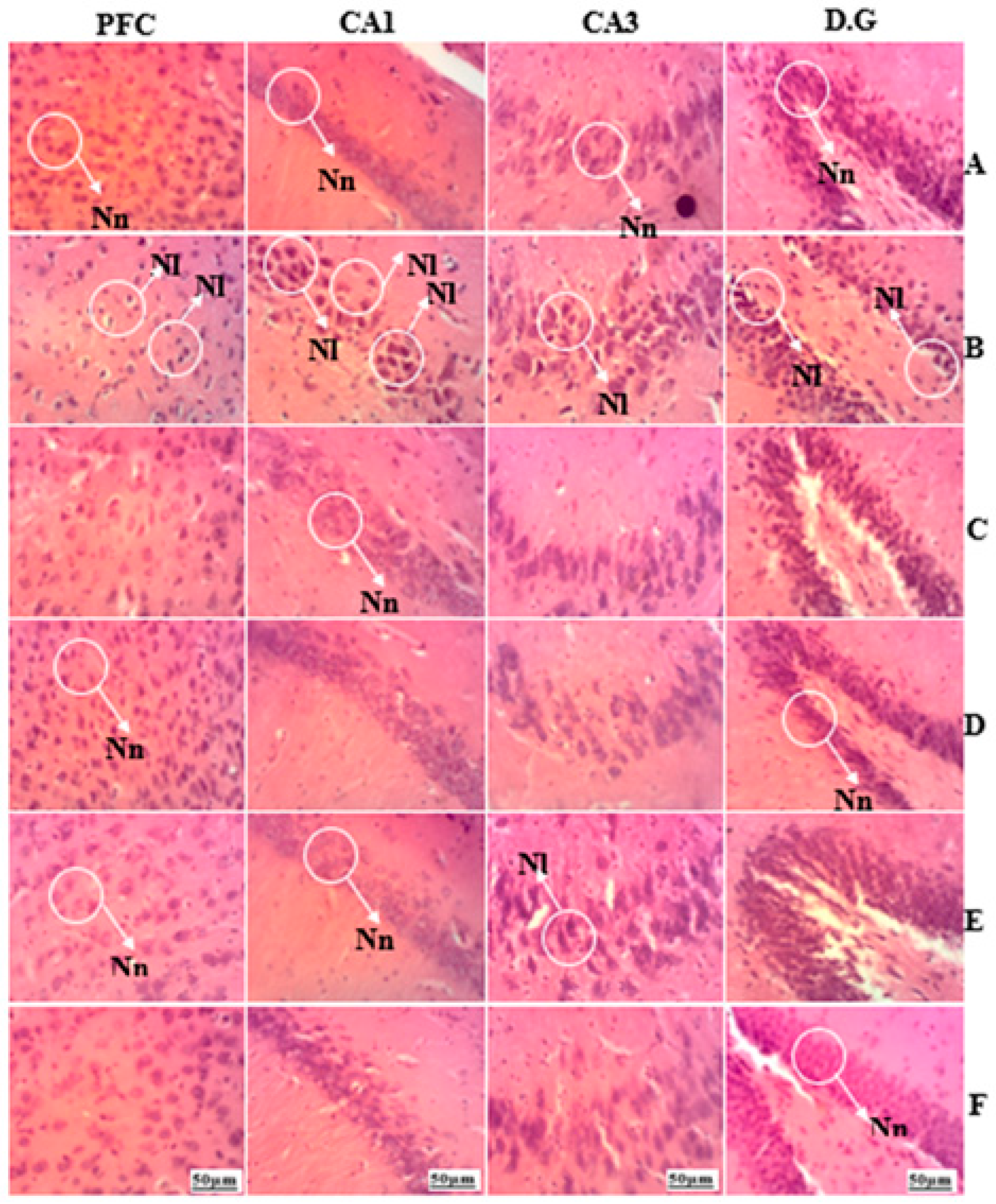 Brainsci 13 01561 g015 Brainsci 13 01561 g015