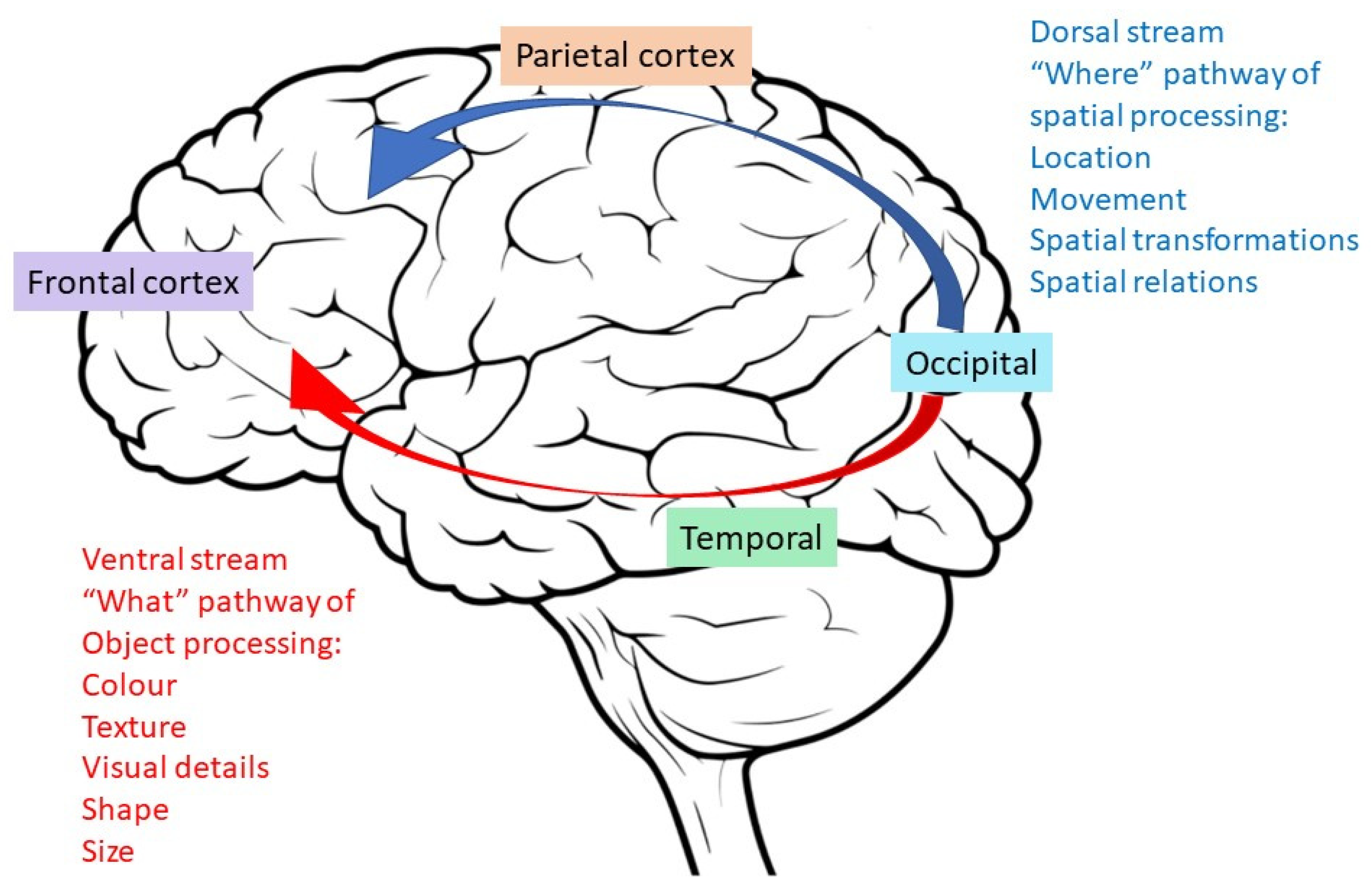 Brain Sciences | Free Full-Text | A Review on Motor Imagery with ...