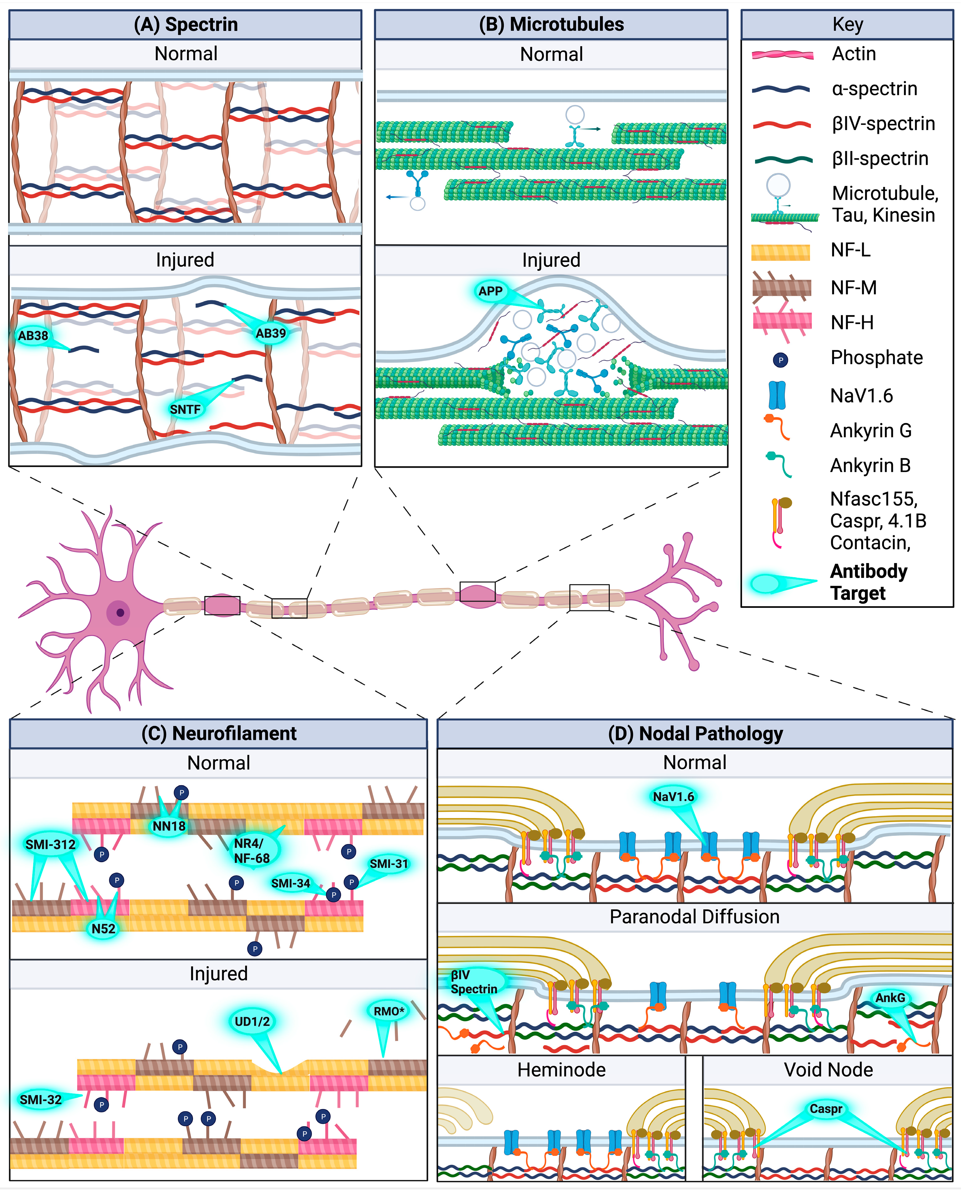 Brainsci 13 01607 g001 Brainsci 13 01607 g001