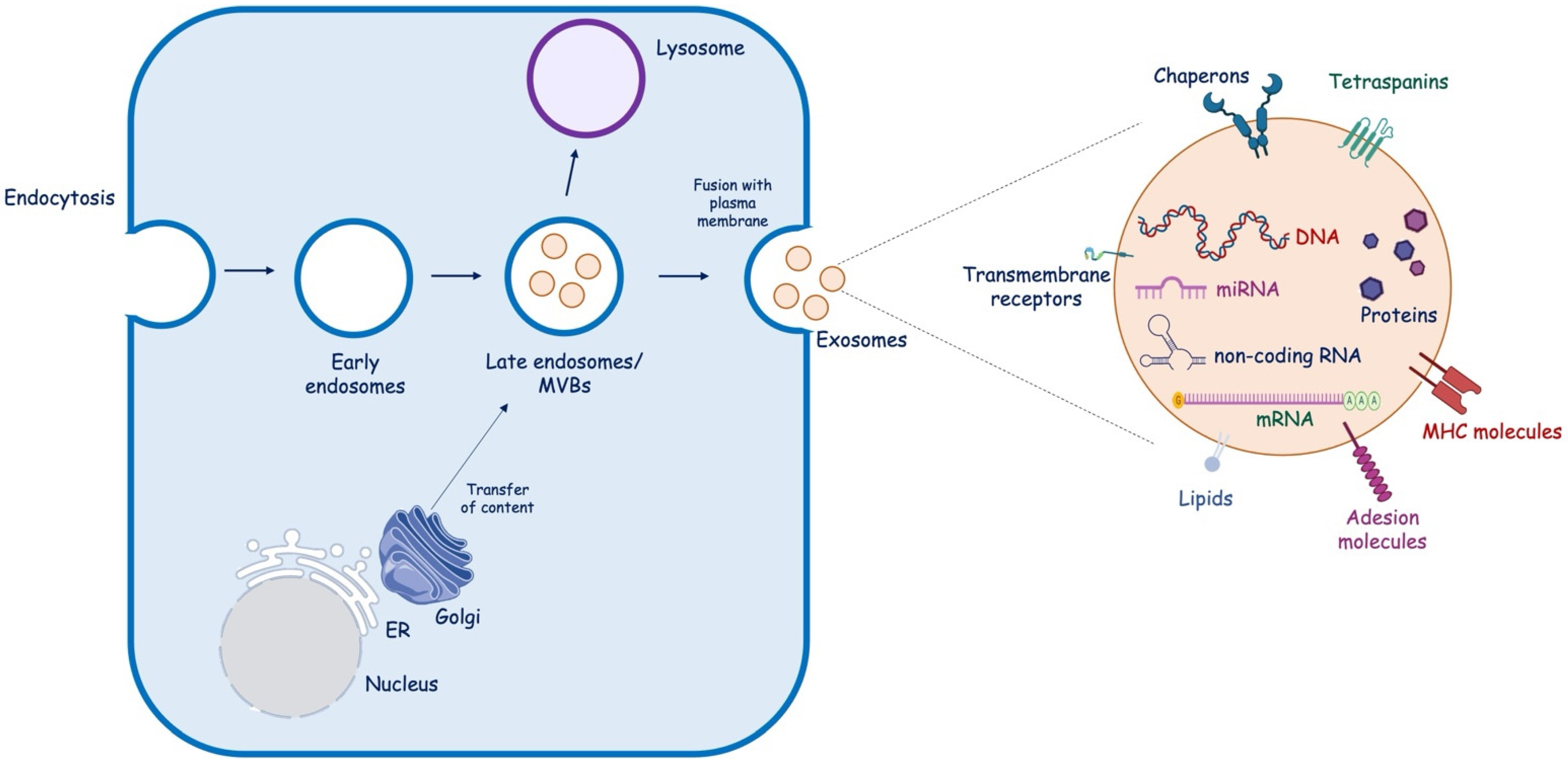Brainsci 13 01647 g002