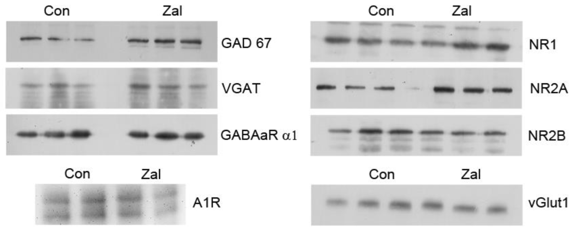 Brainsci 13 01707 g001 Brainsci 13 01707 g001