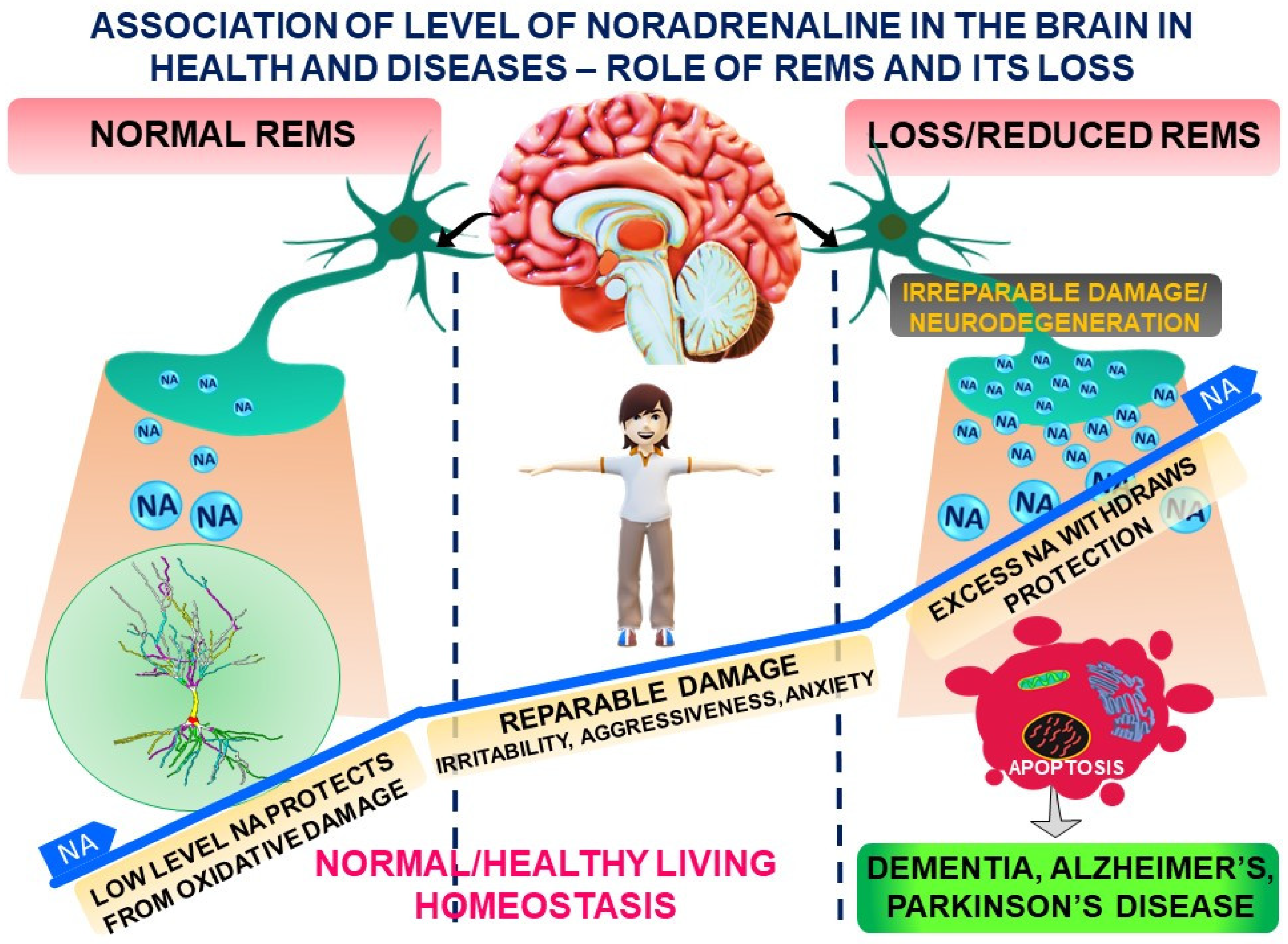 Brainsci 14 00008 g001